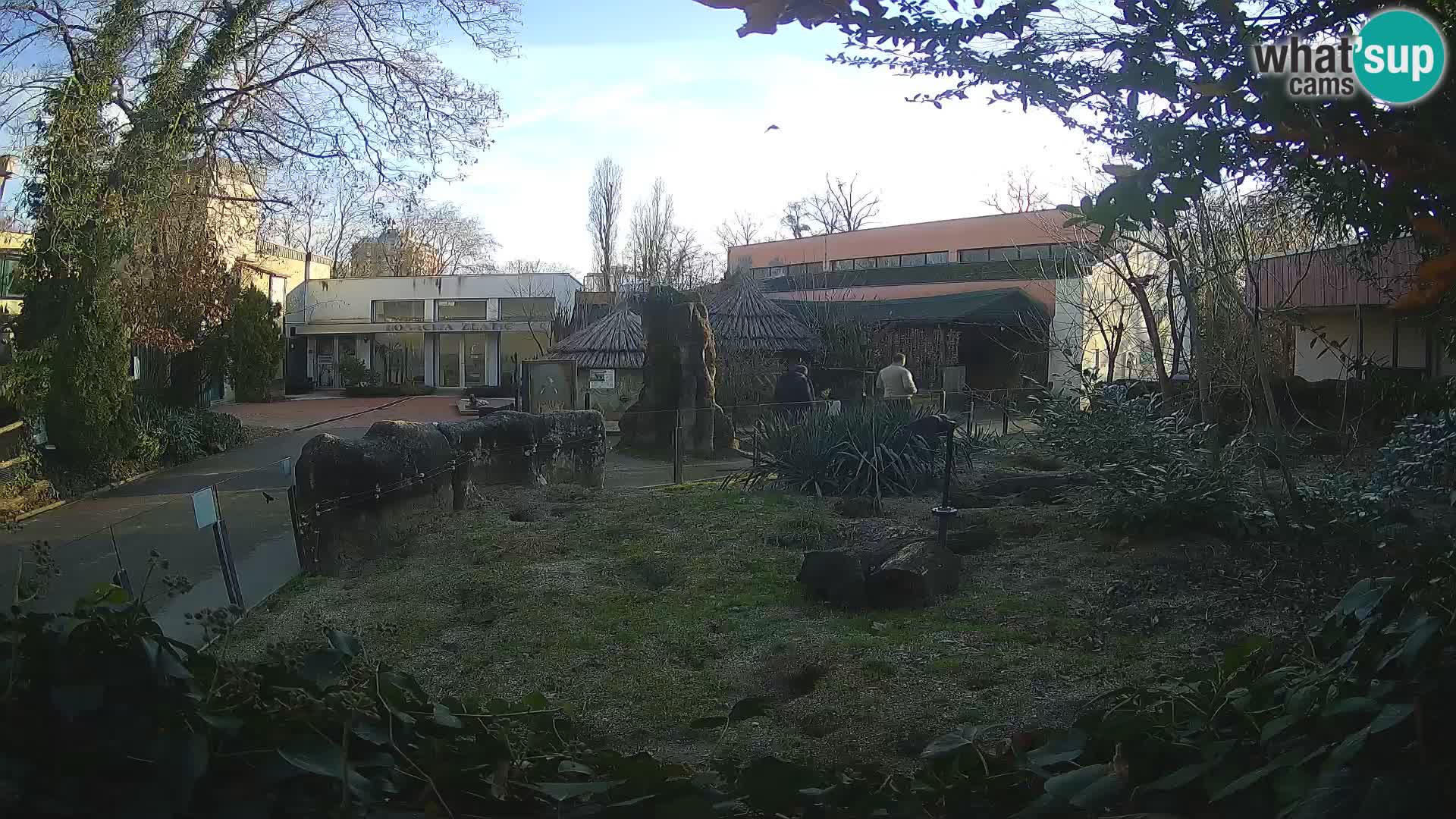 Zoo Zagreb – Suricata