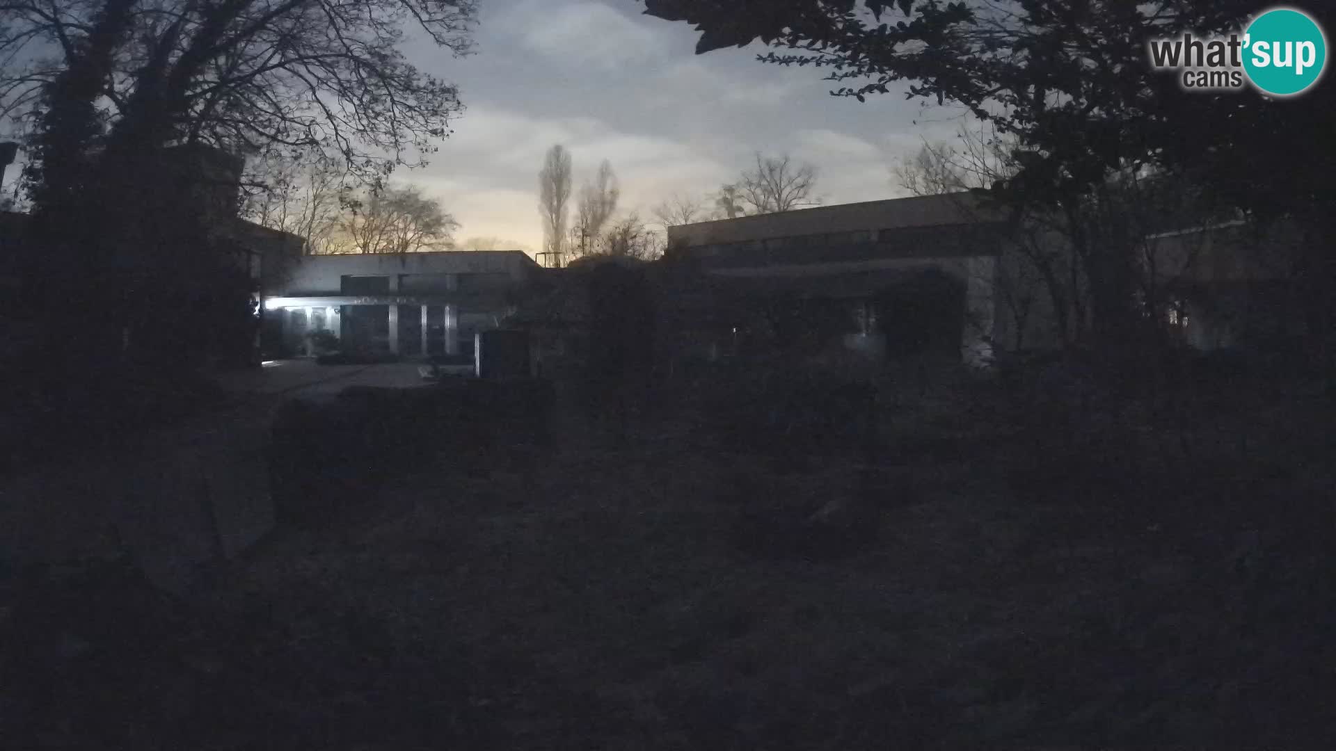 Zoo Zagreb – Surikate