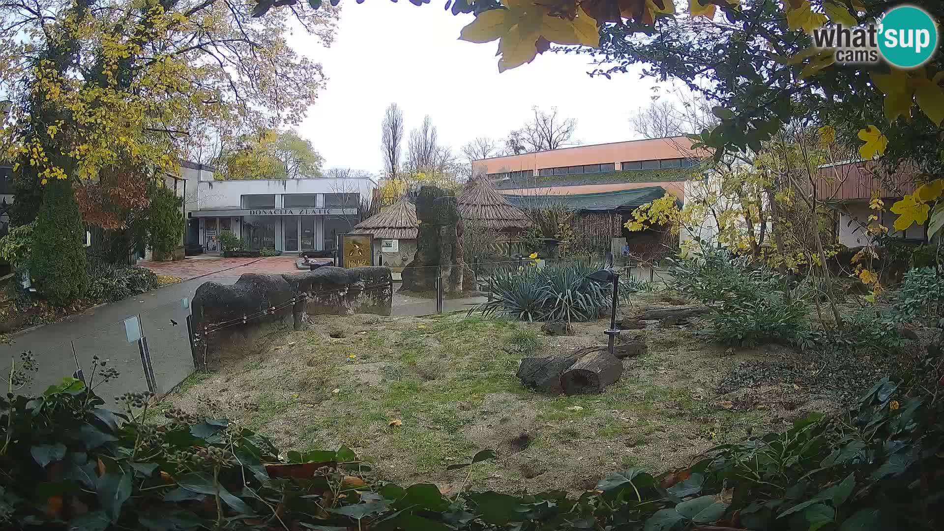 Zoo Zagreb – Suricata