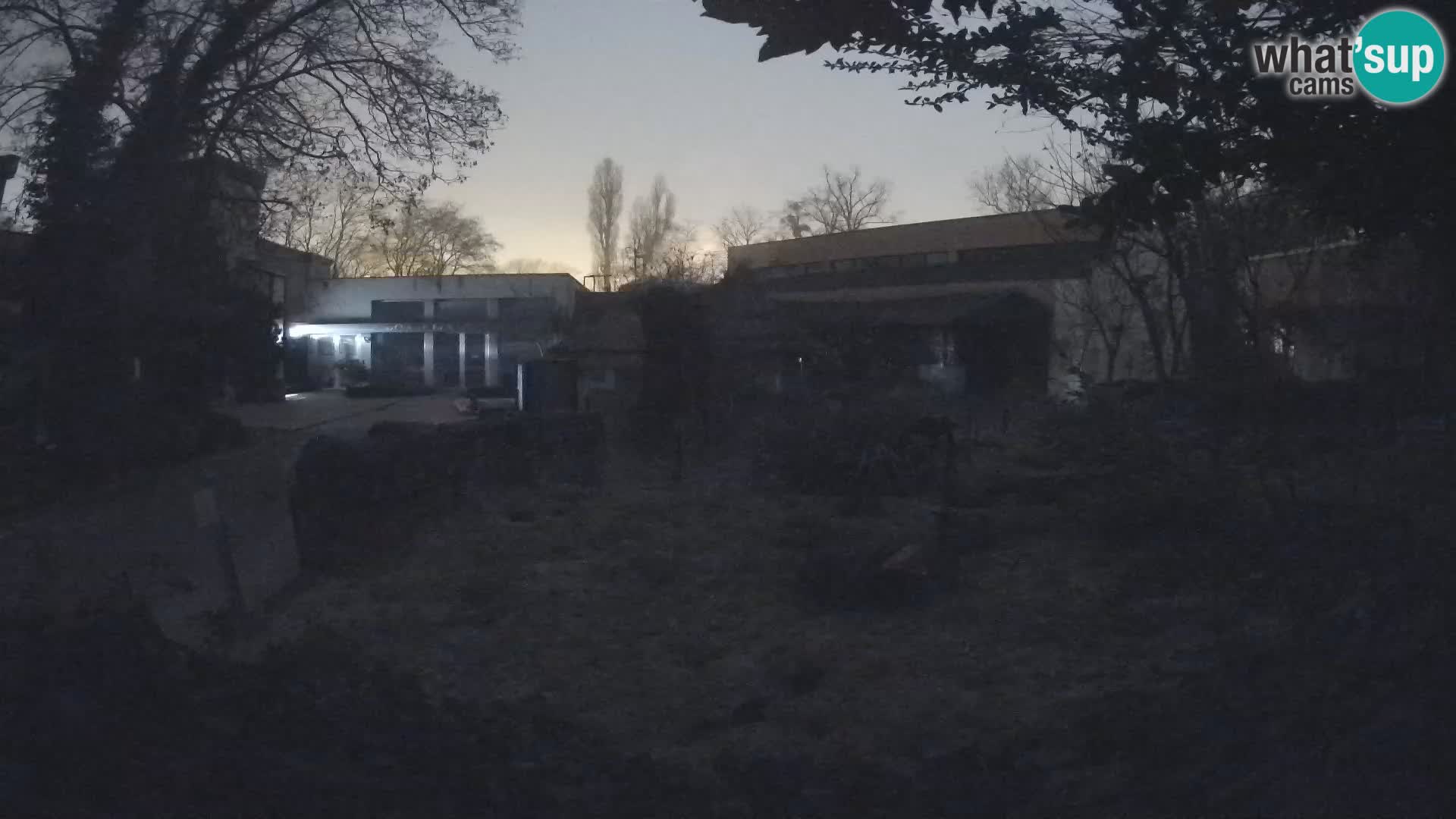 Zoo Zagreb – Suricata