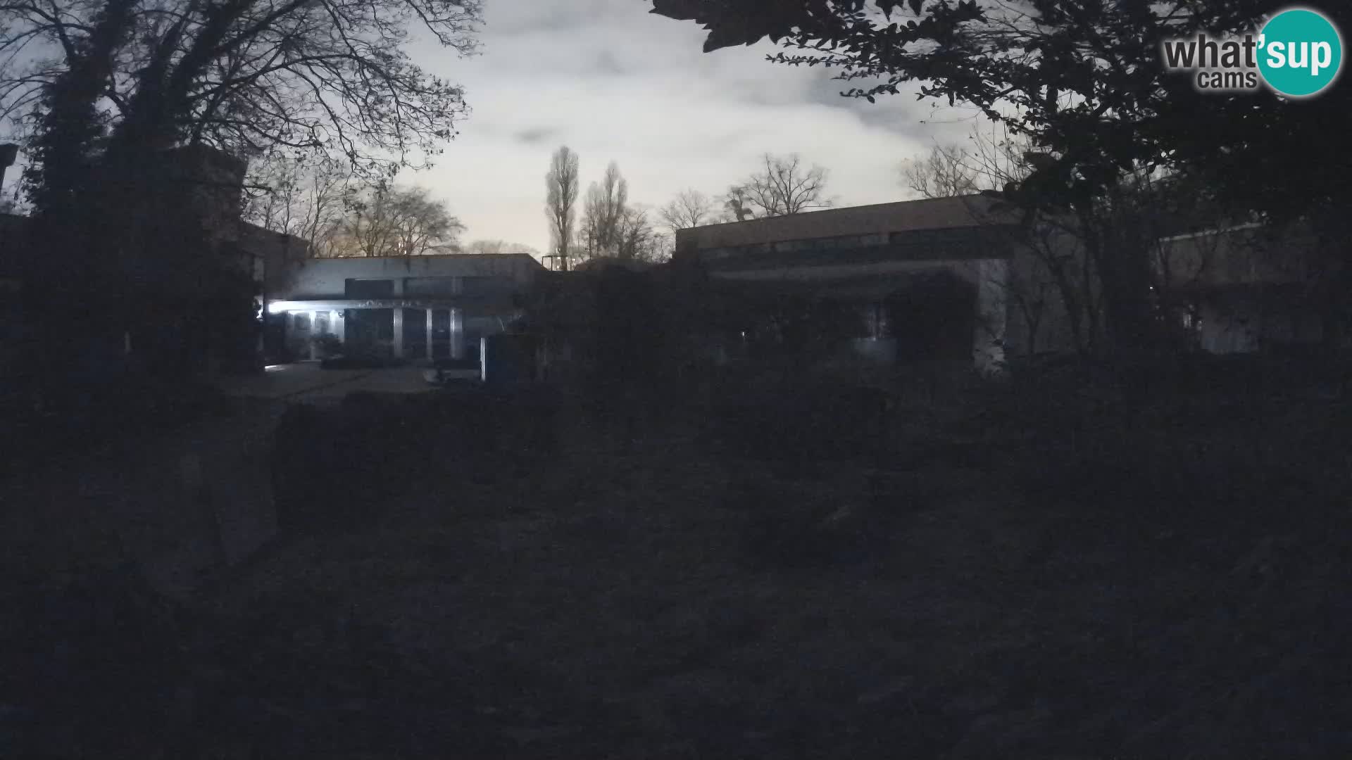 Zoo Zagreb – Suricata