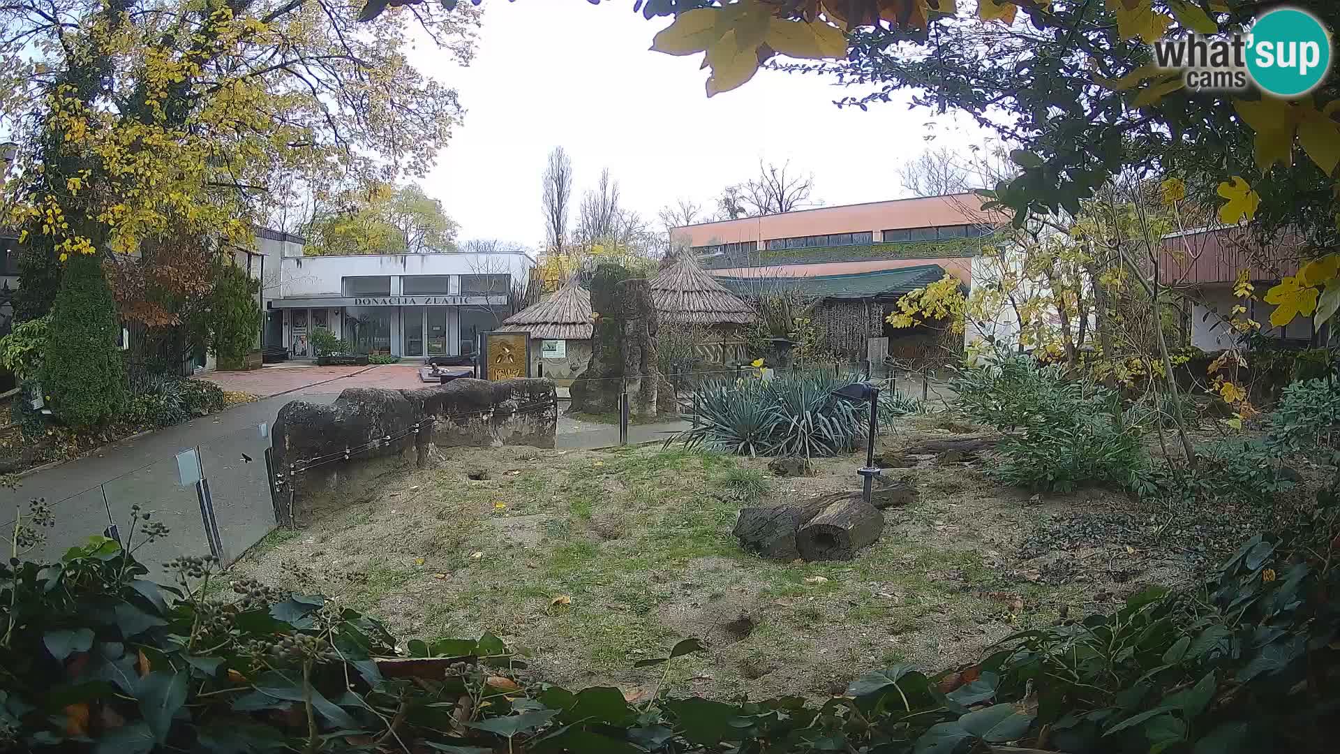 Zoo Zagreb – Suricata