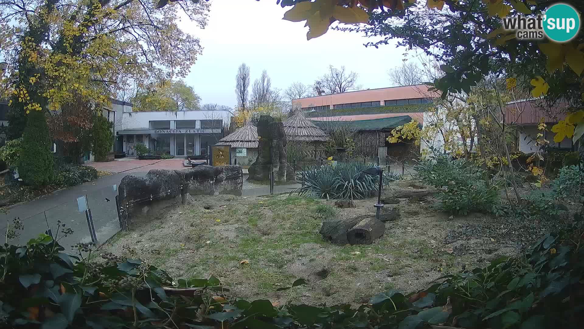 Zoo Zagreb – Suricata