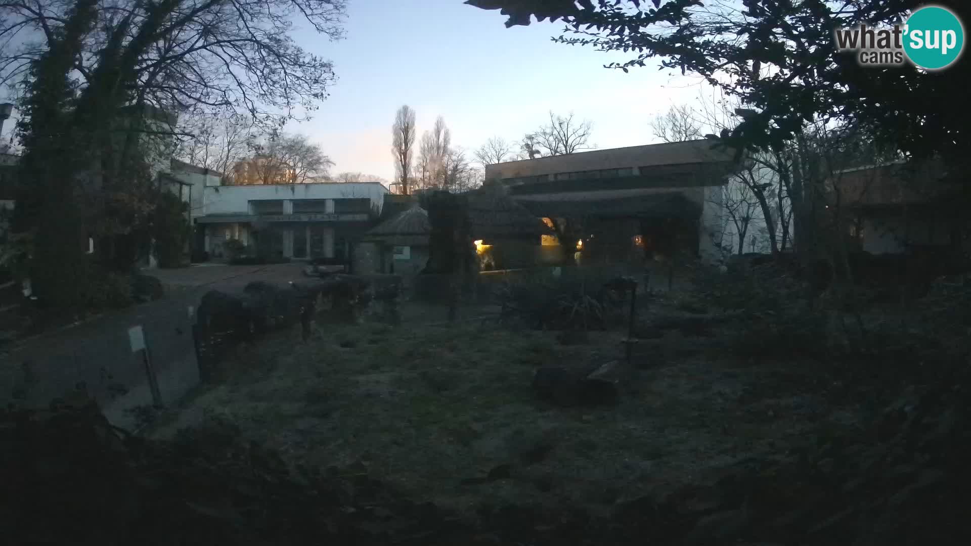 Zoo Zagreb – Suricata