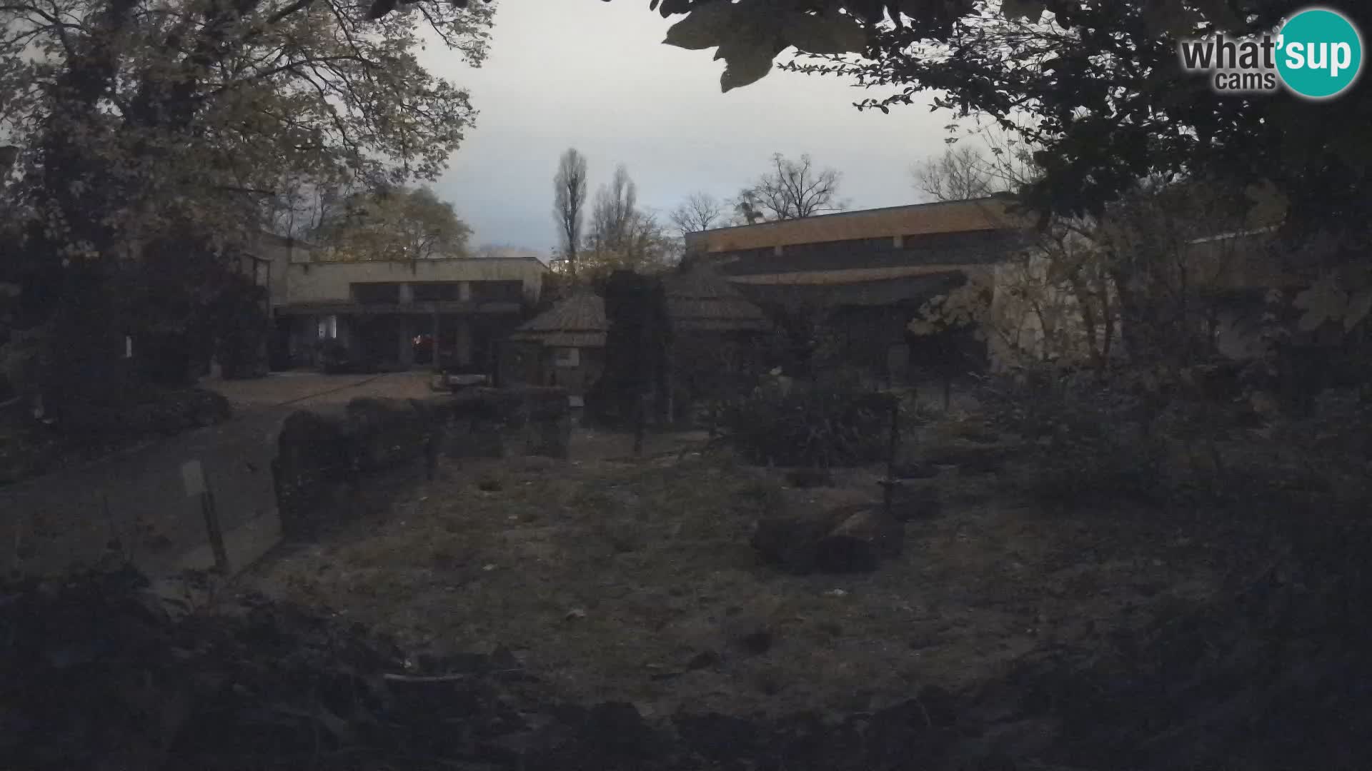 Zoo Zagreb – Suricata