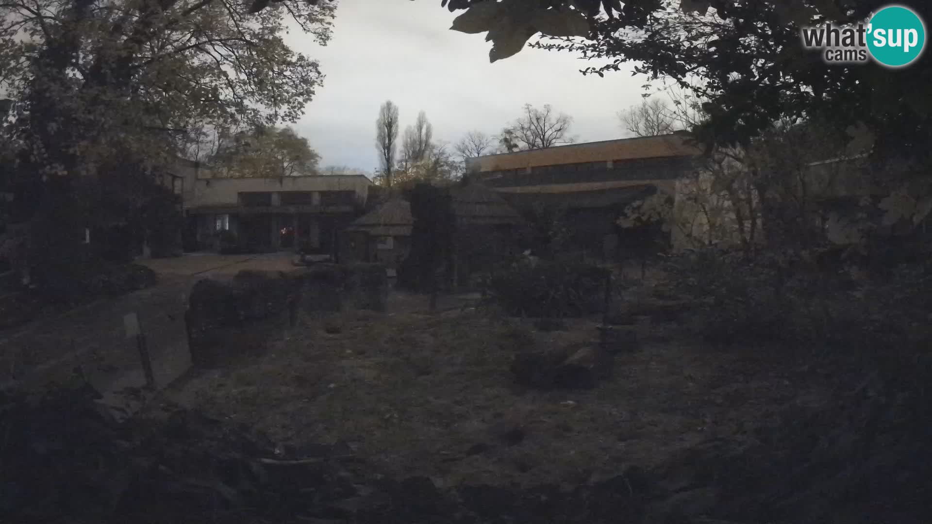 Zoo Zagreb – Suricate