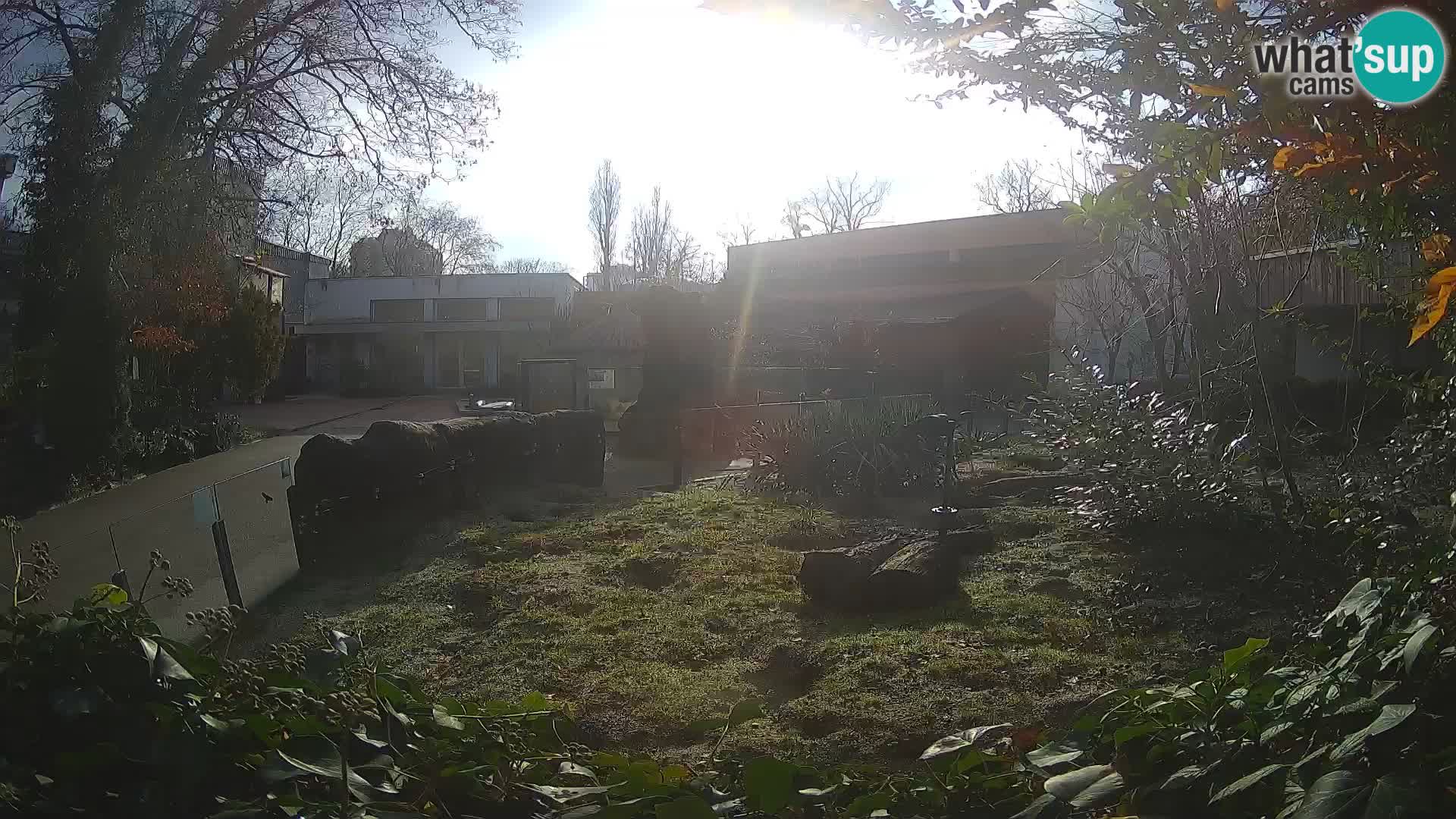 Zoo Zagreb – Surikate