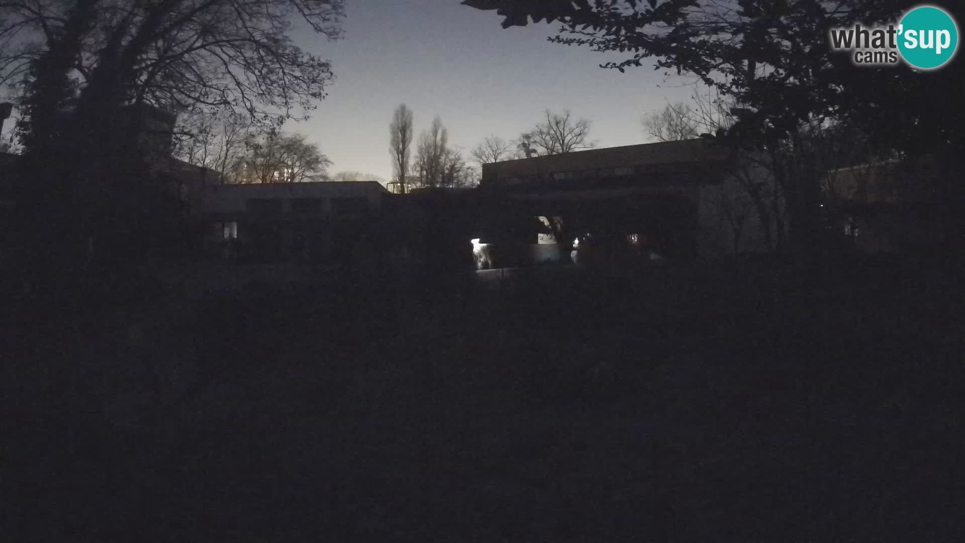 Zoo Zagreb – Suricate