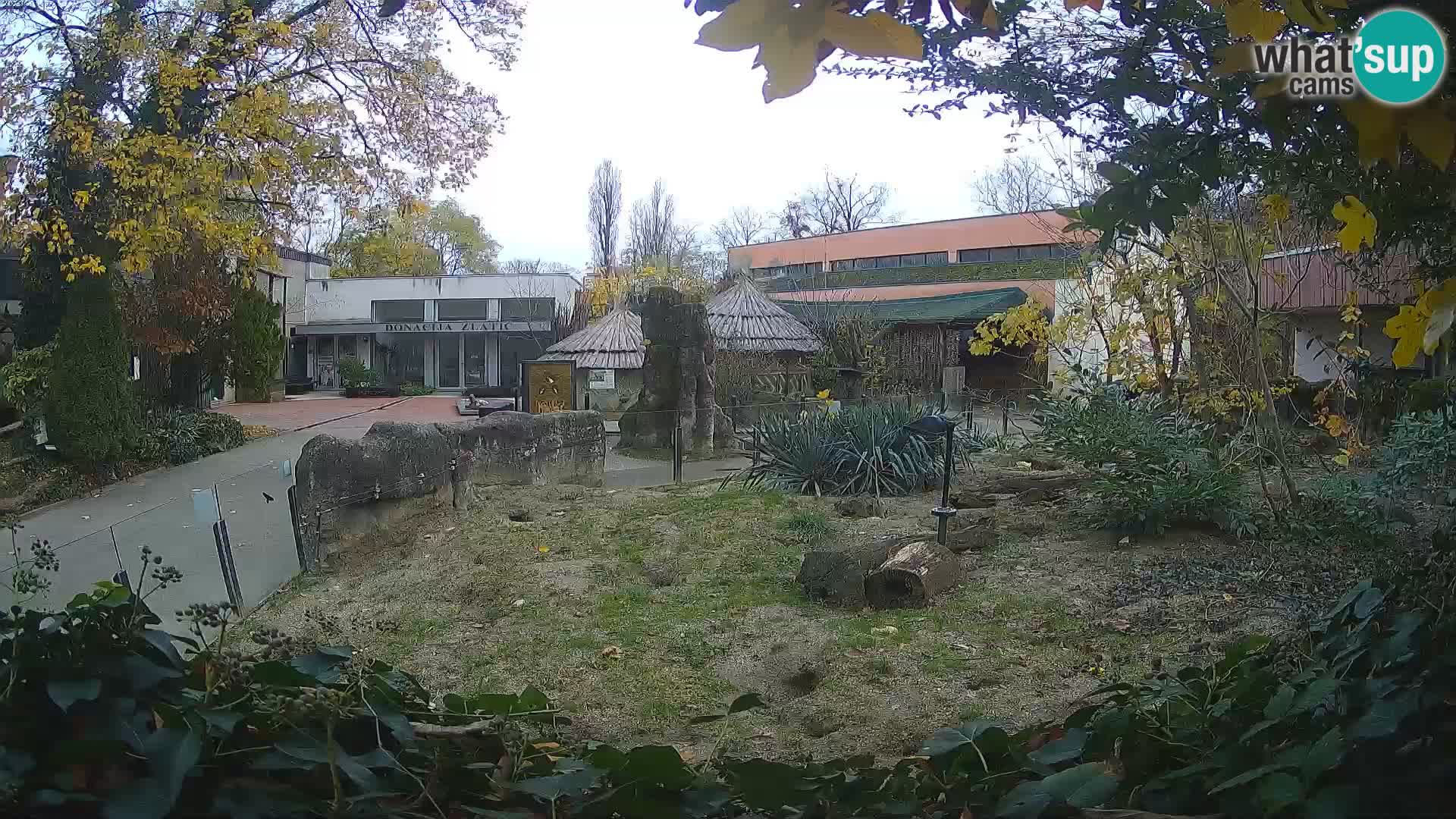 Zoo Zagreb – Merkat