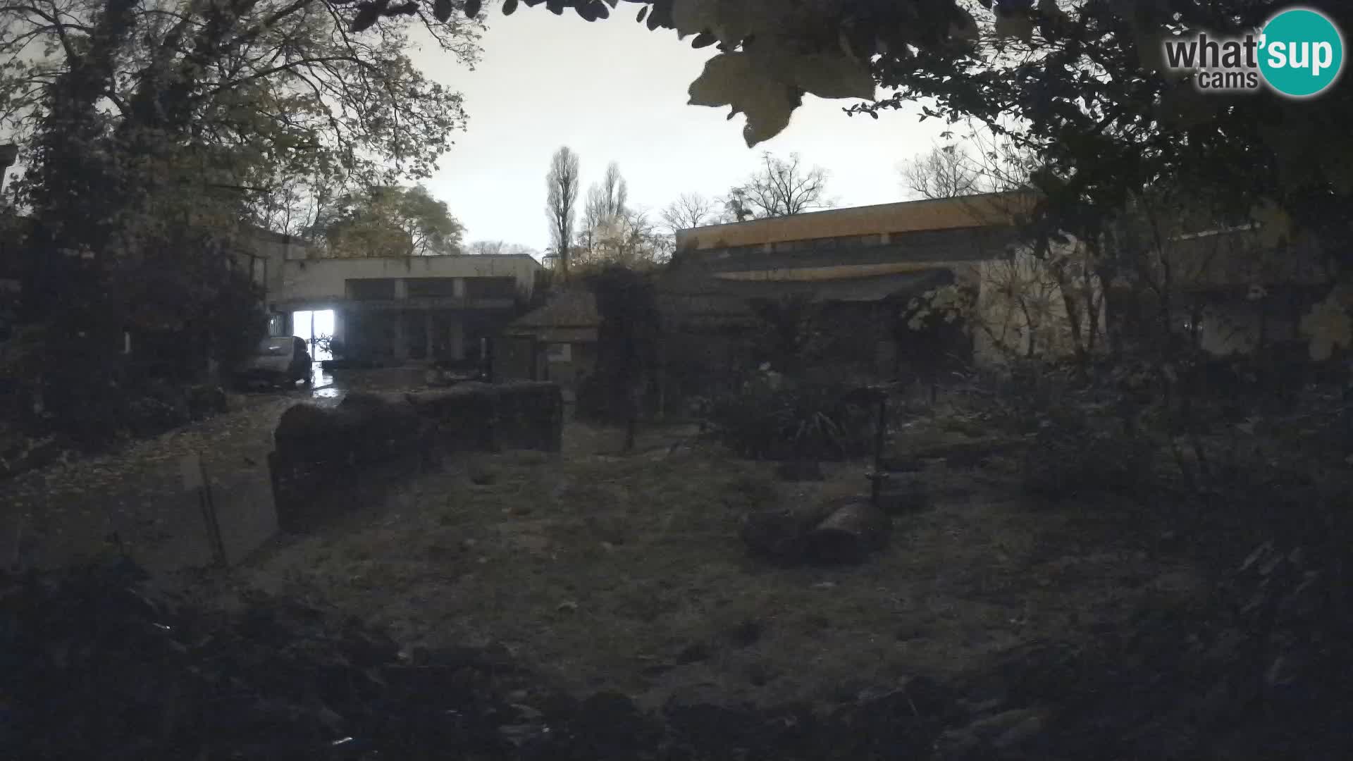 Zoo Zagreb – Suricate