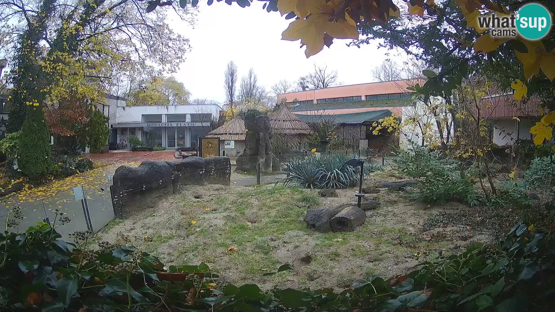 Zoo Zagreb – Suricata