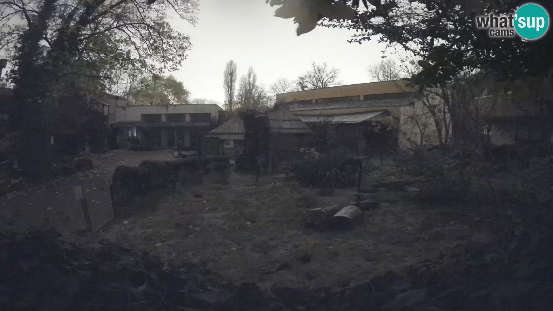 Zoo Zagreb – Suricata