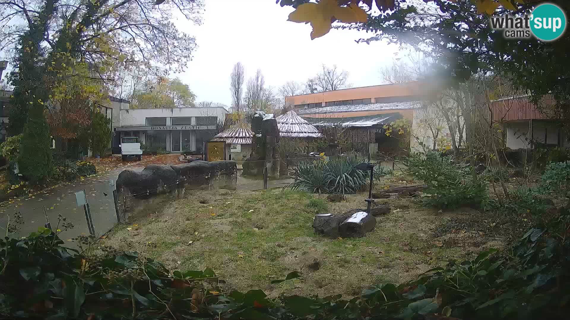 Zoo Zagreb – Merkat