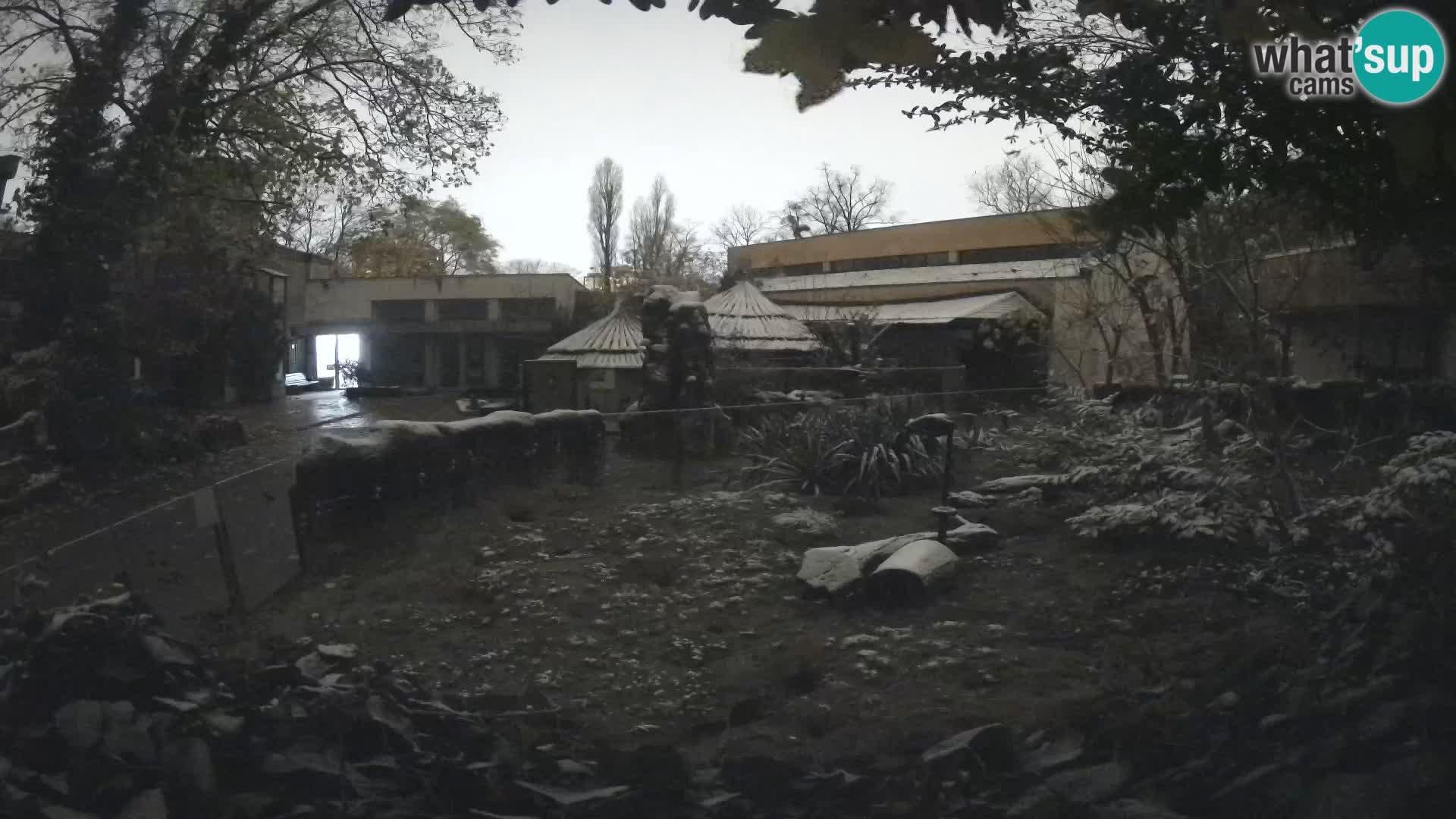 Zoo Zagreb – Suricata