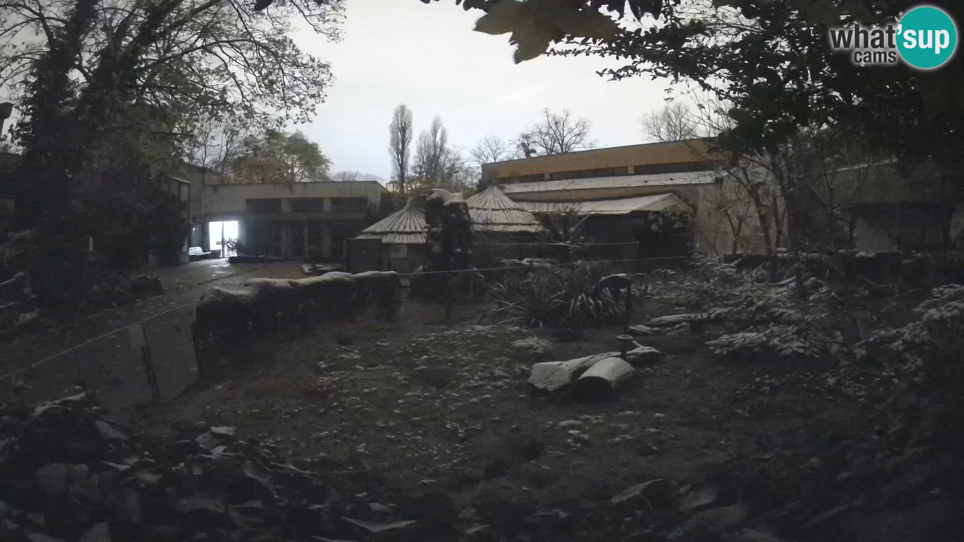 Zoo Zagreb – Suricata