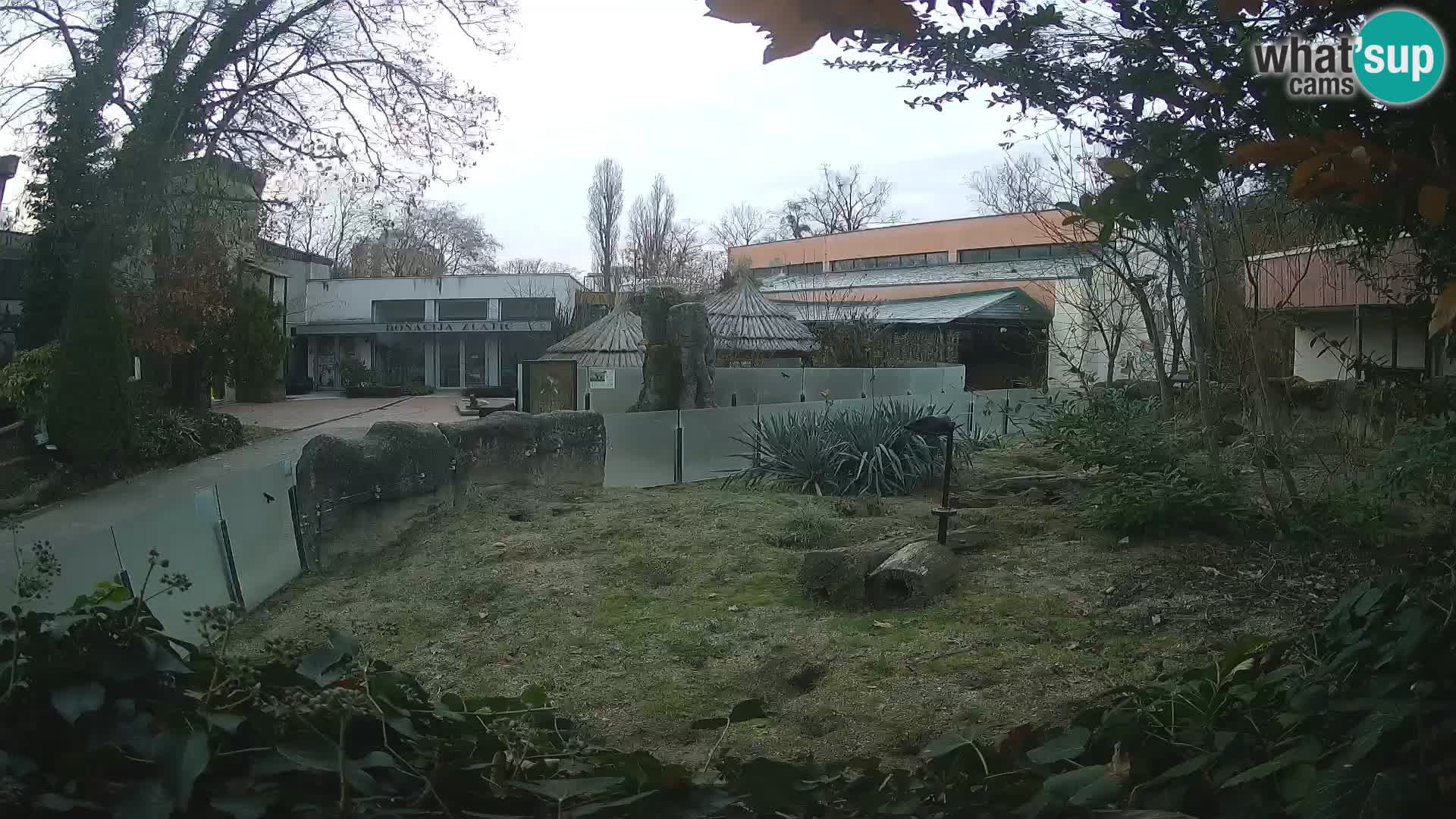 Zoo Zagreb – Merkat