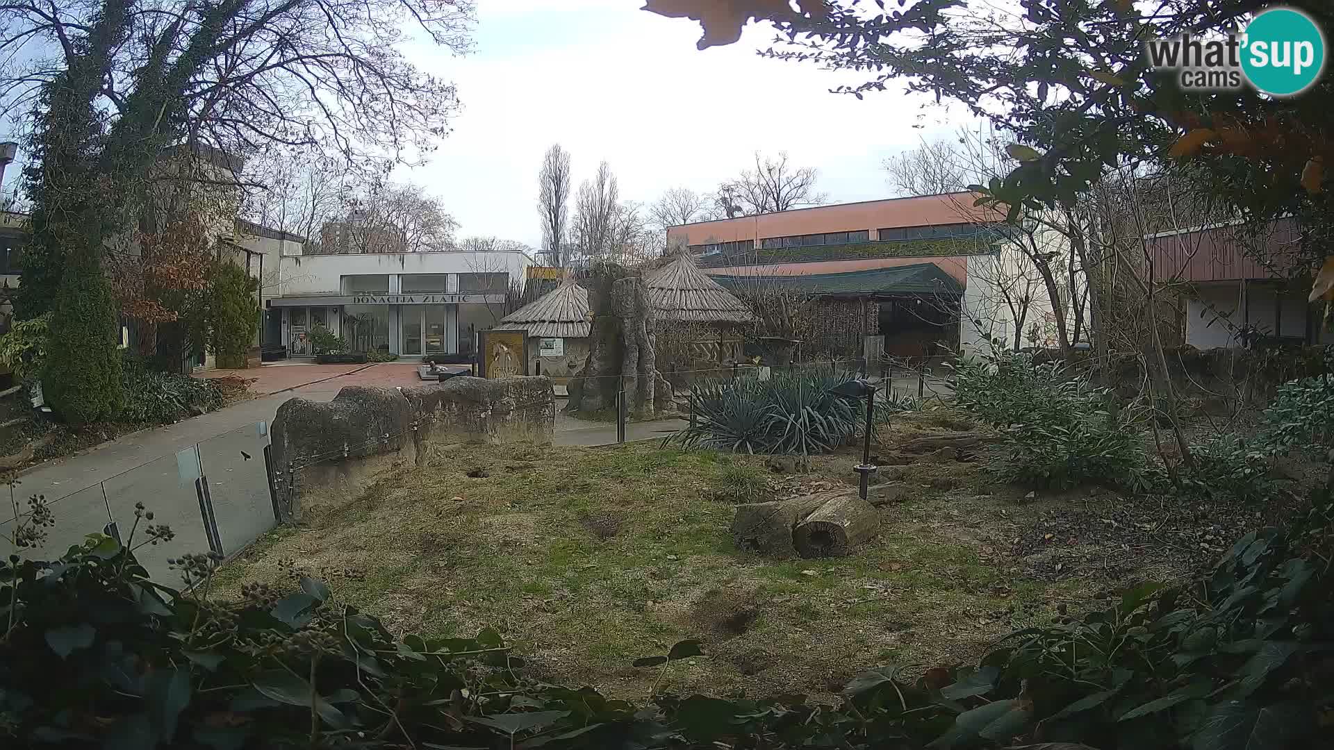 Zoo Zagreb – Suricata