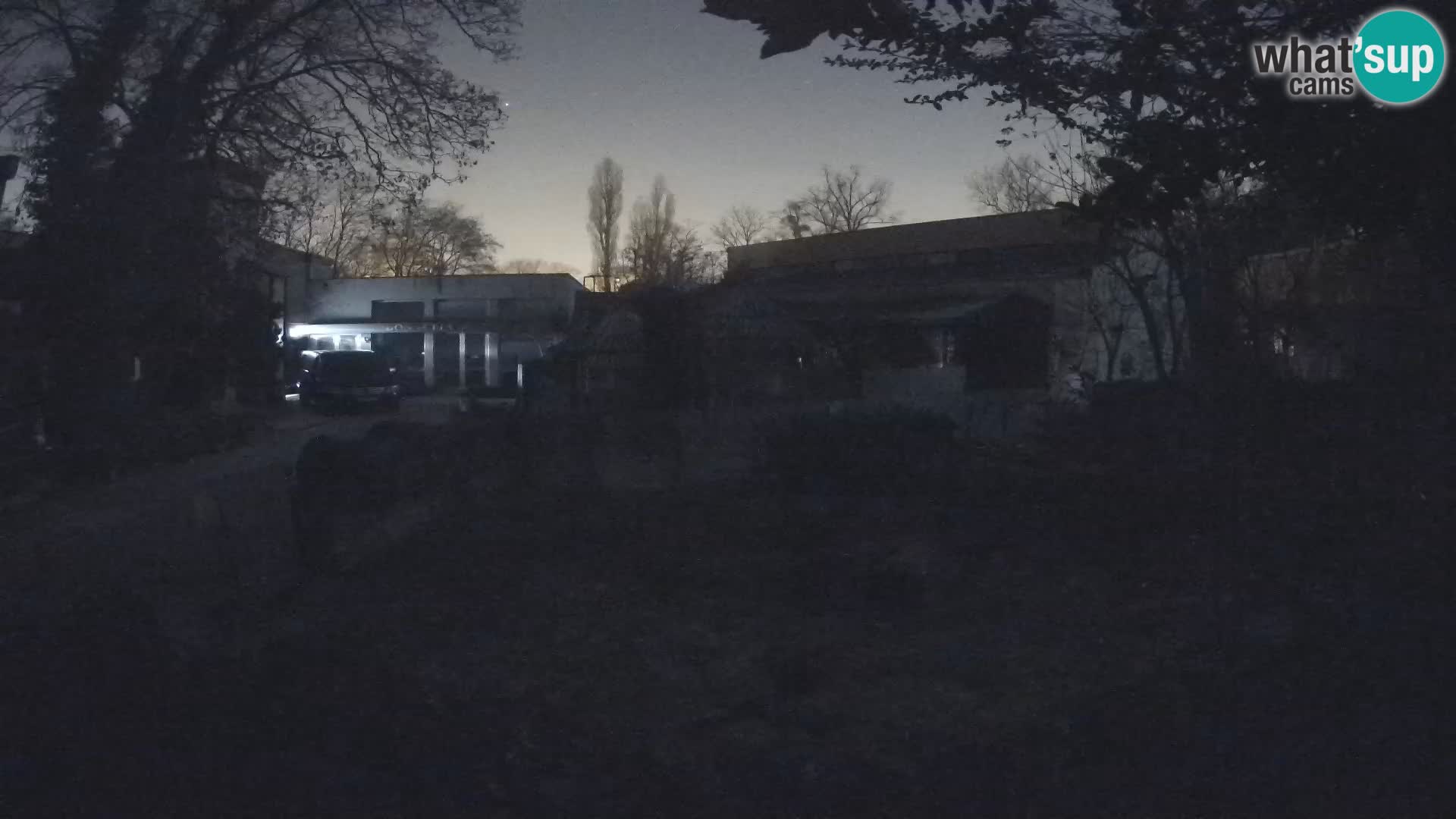 Zoo Zagreb – Suricata