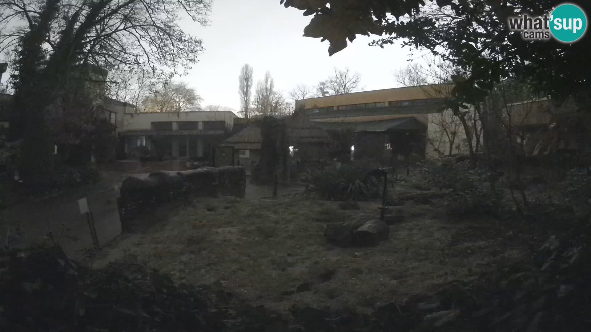 Zoo Zagreb – Suricata