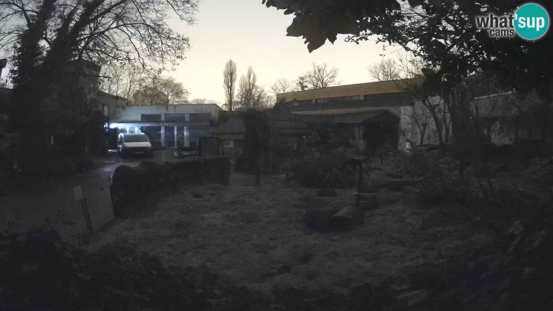 Zoo Zagreb – Suricata