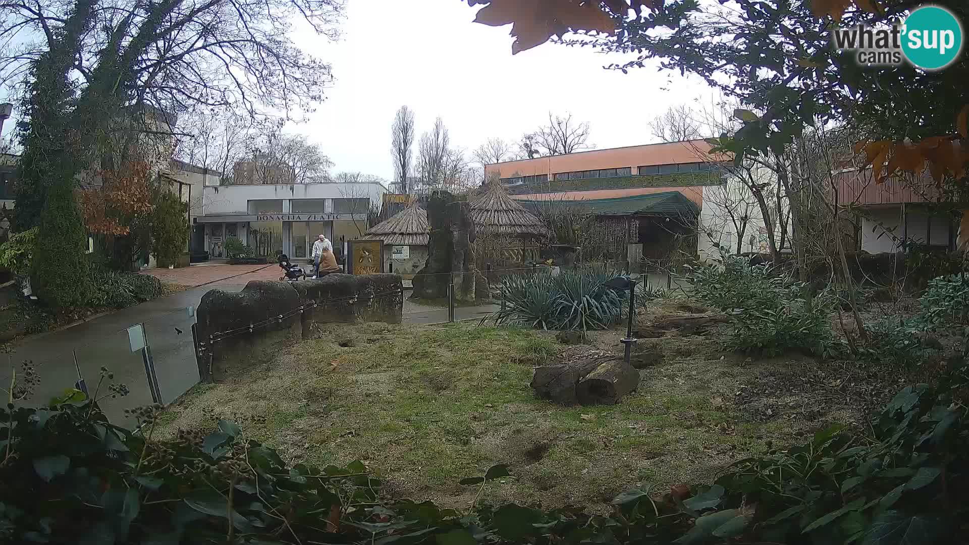 Zoo Zagreb – Surikate