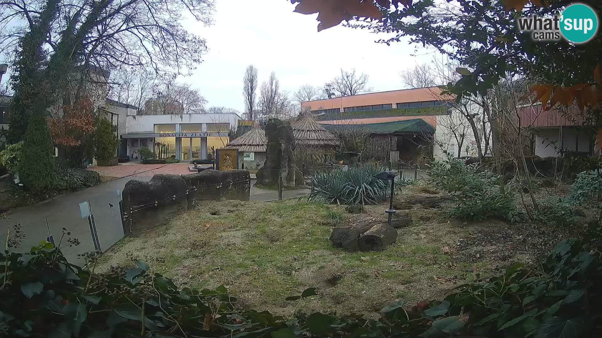 Zoo Zagreb – Suricata