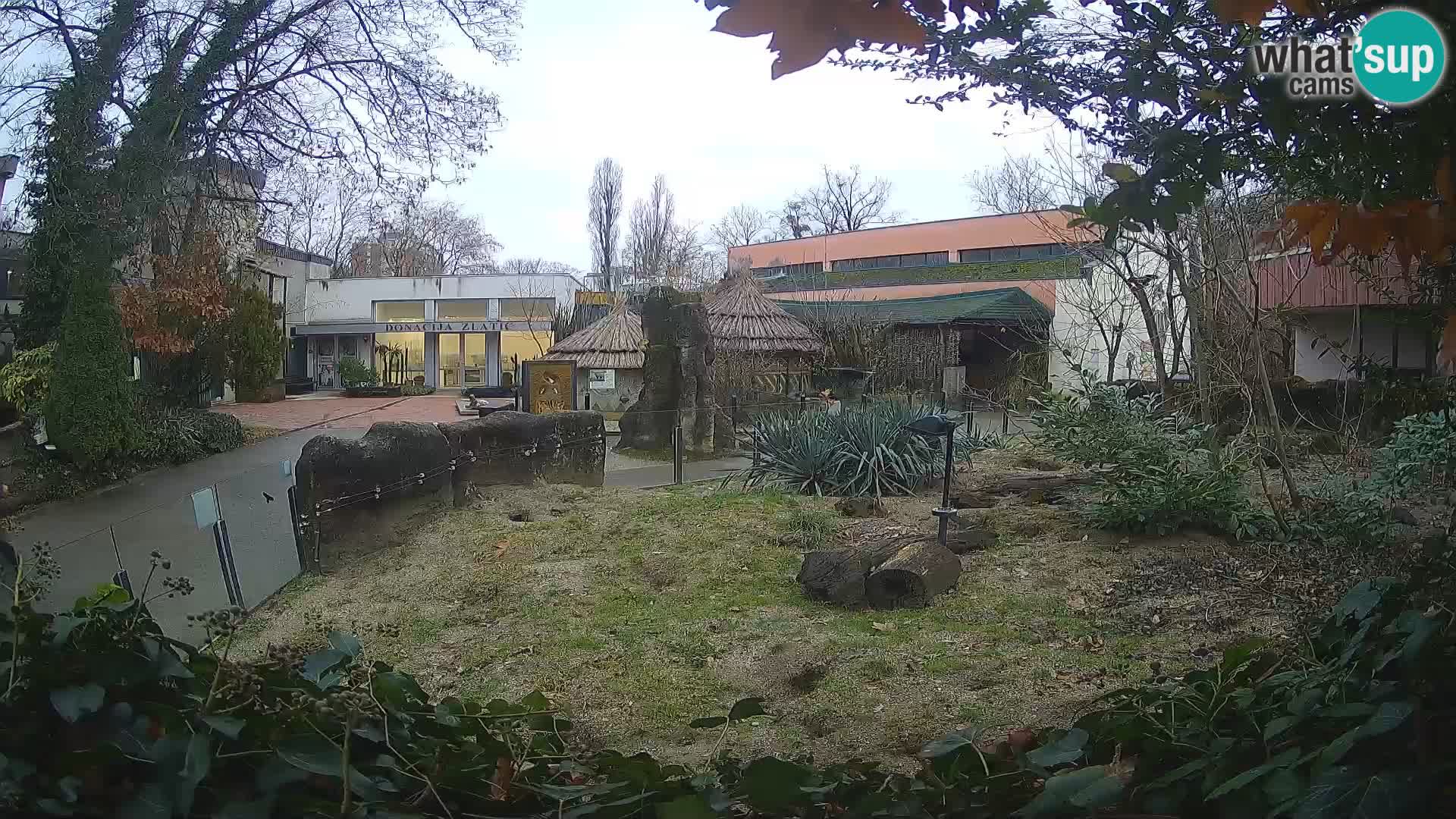 Zoo Zagreb – Suricata