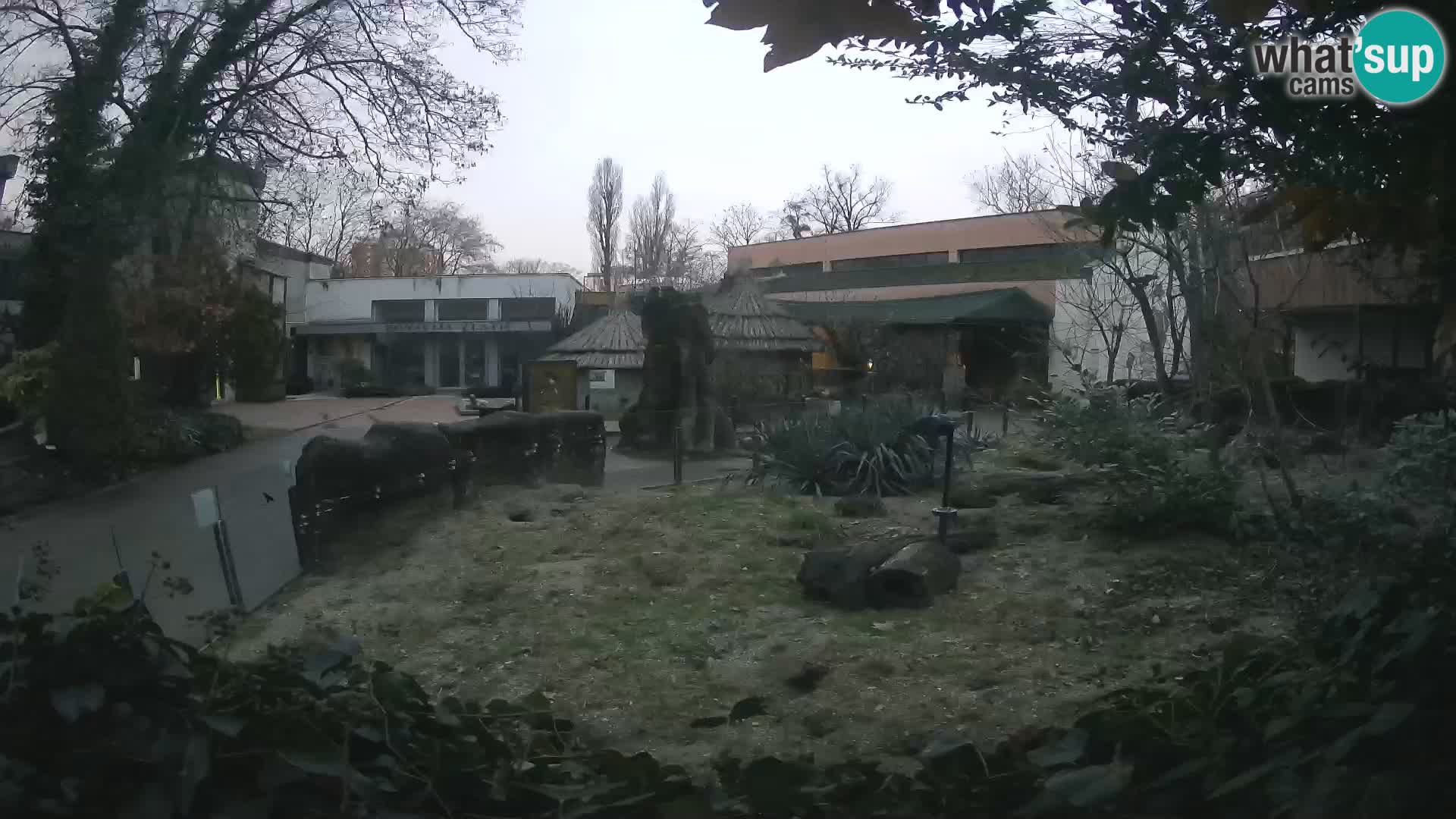 Zoo Zagreb – Merkat