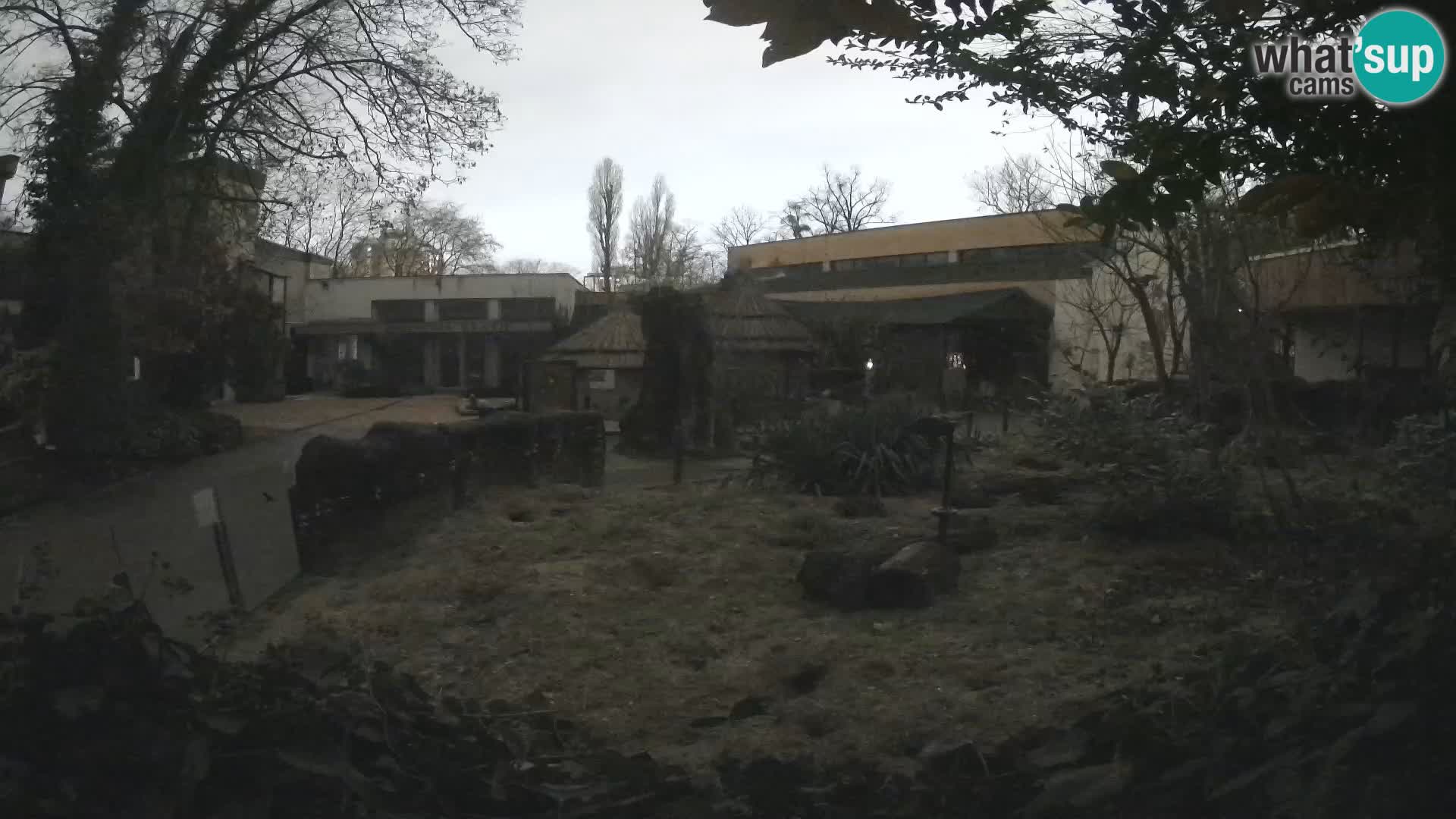 Zoo Zagreb – Suricate