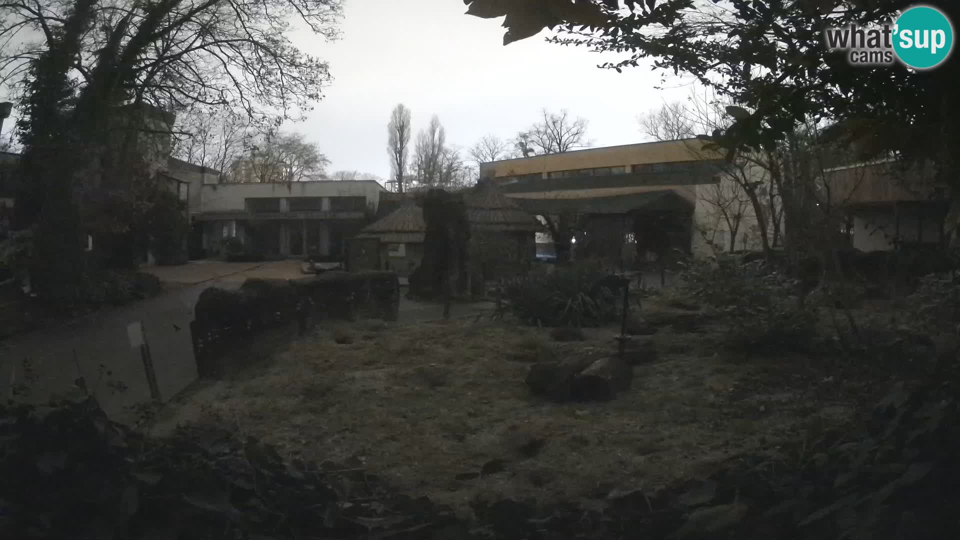 Zoo Zagreb – Suricata