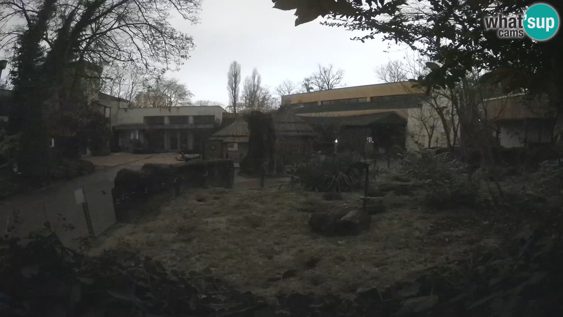 Zoo Zagreb – Suricata