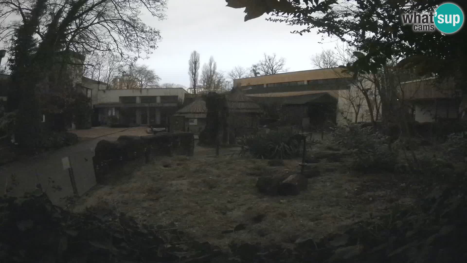 Zoo Zagreb – Suricata