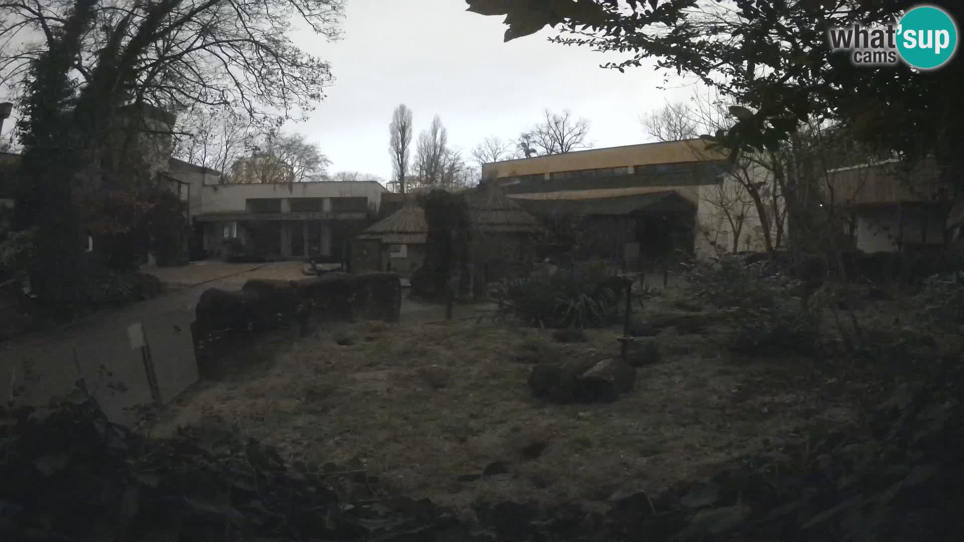 Zoo Zagreb – Suricate