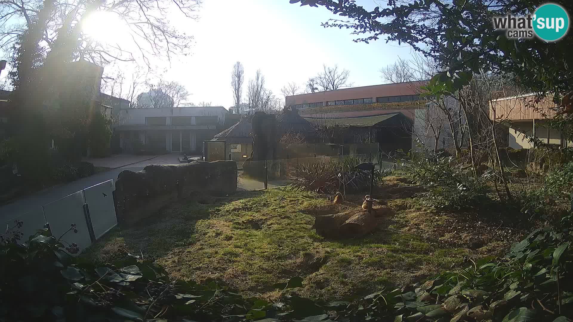 Zoo Zagreb – Suricata