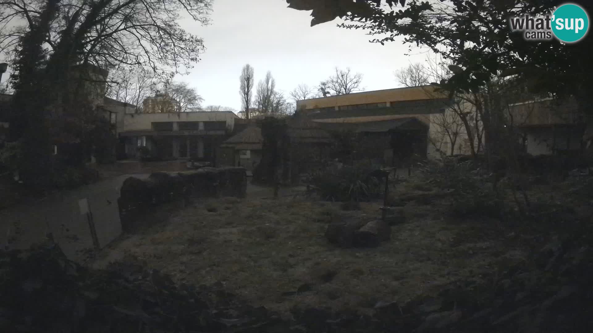 Zoo Zagreb – Merkat