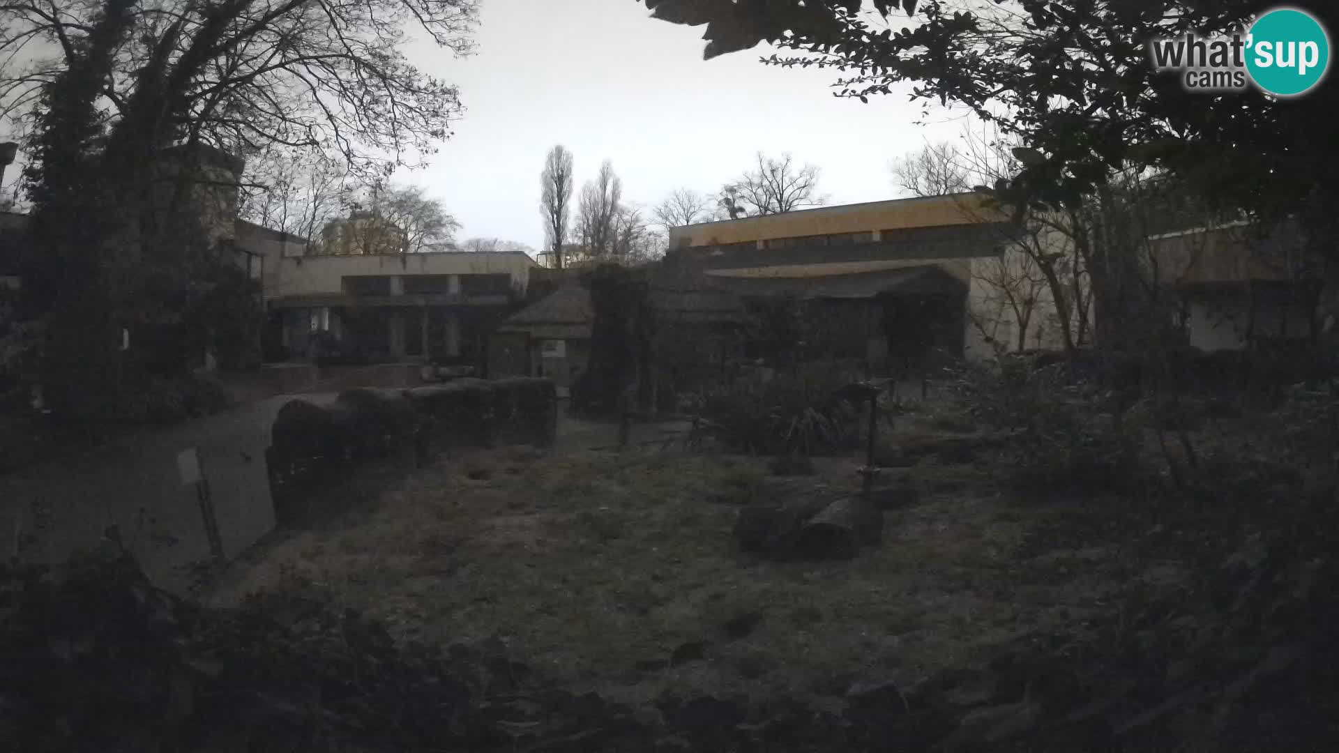 Zoo Zagreb – Merkat