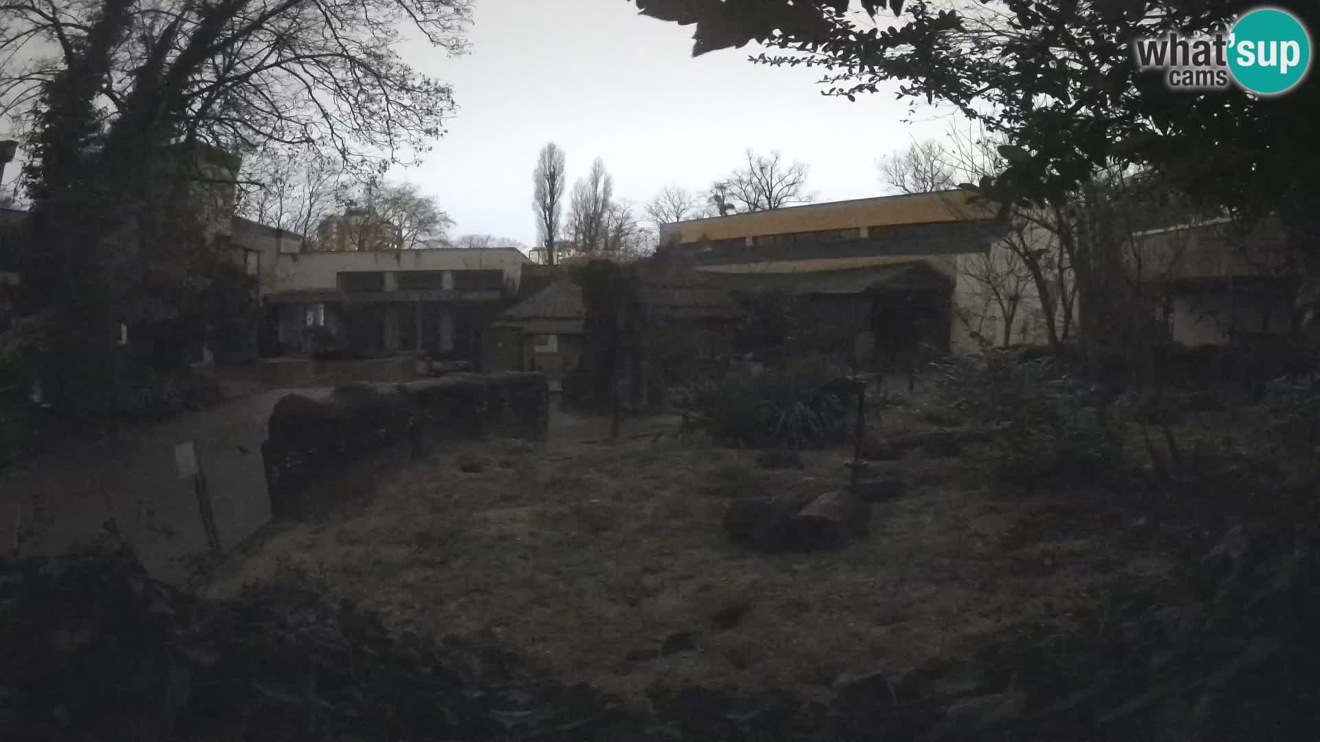 Zoo Zagreb – Merkat