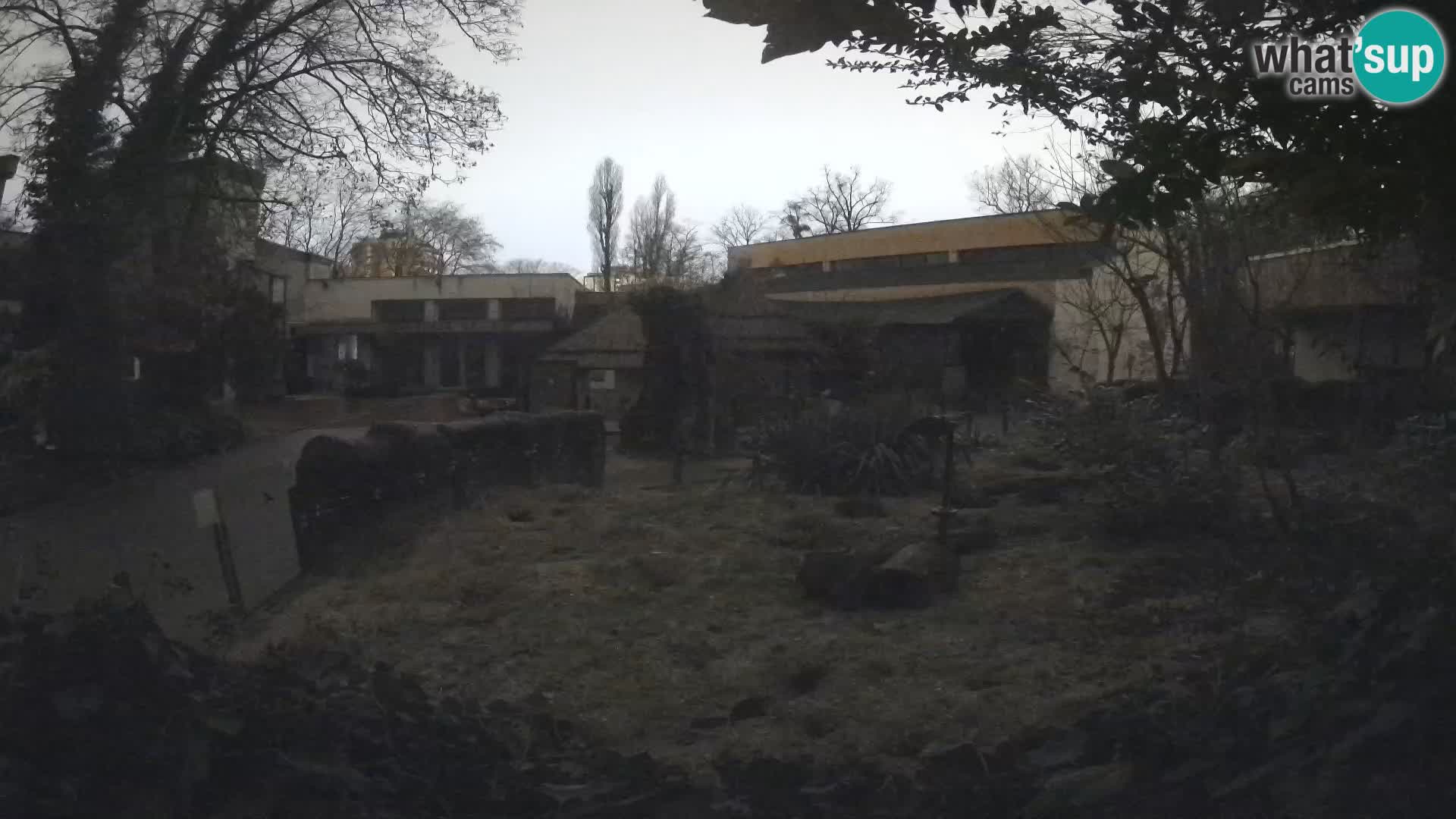 Zoo Zagreb – Merkat