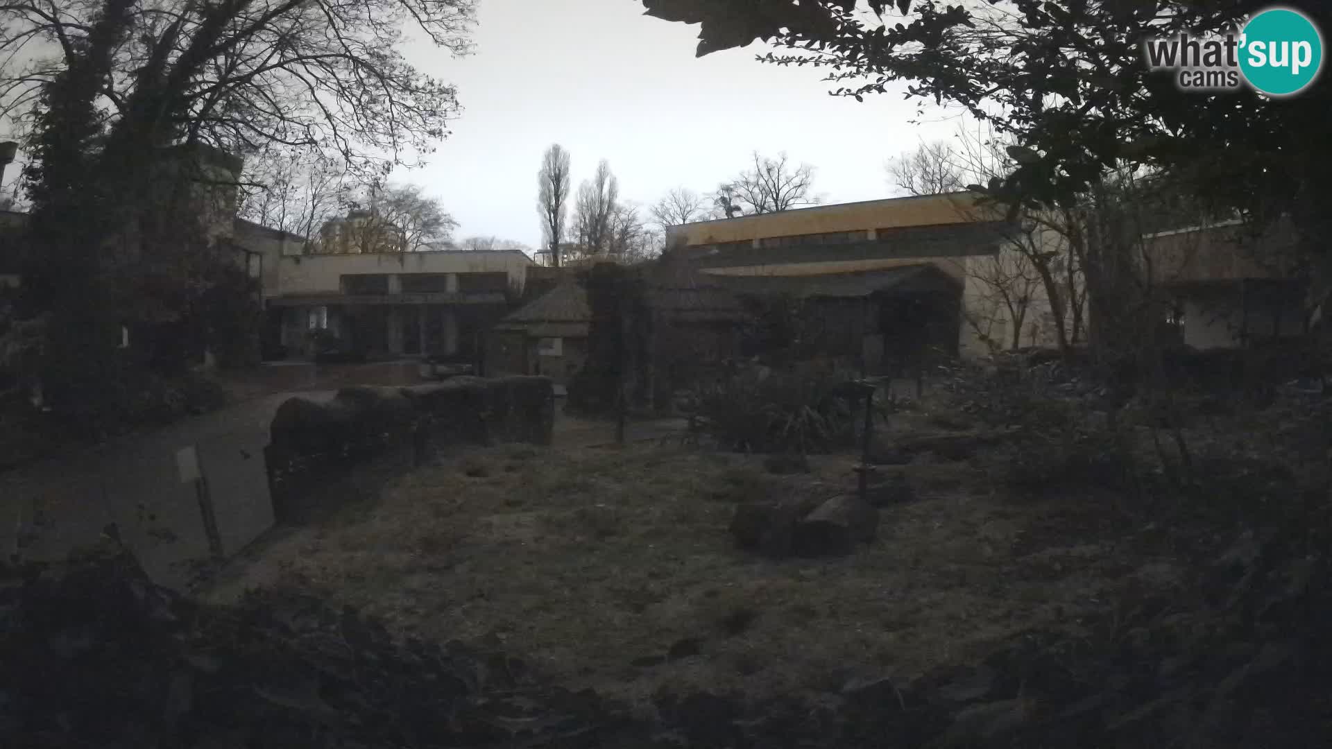 Zoo Zagreb – Suricate