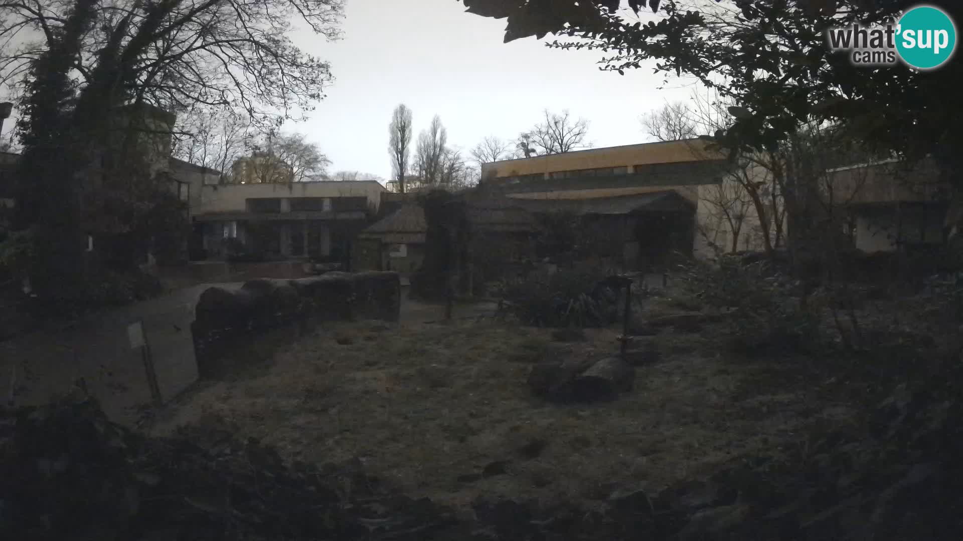 Zoo Zagreb – Merkat