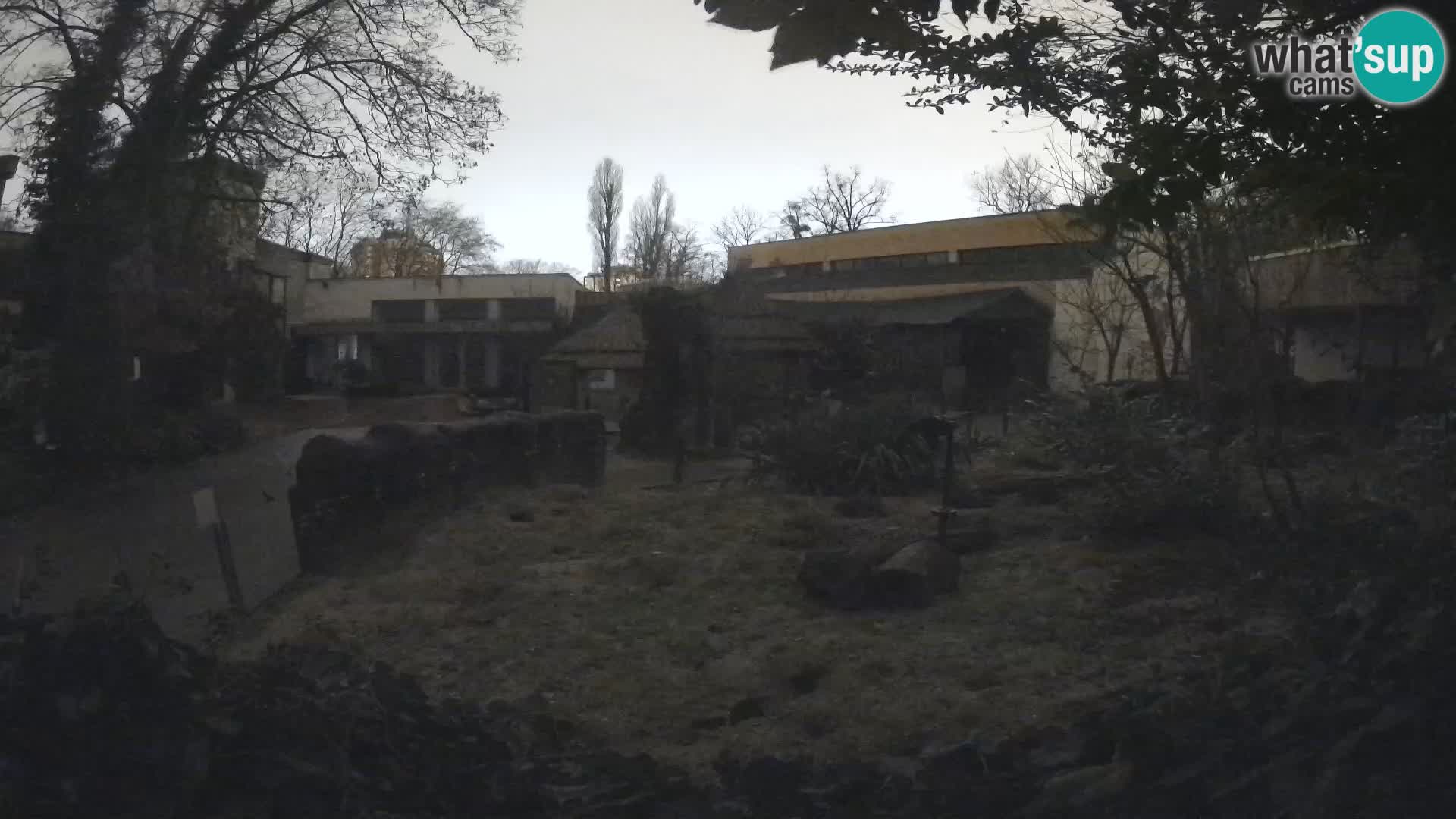 Zoo Zagreb – Surikate