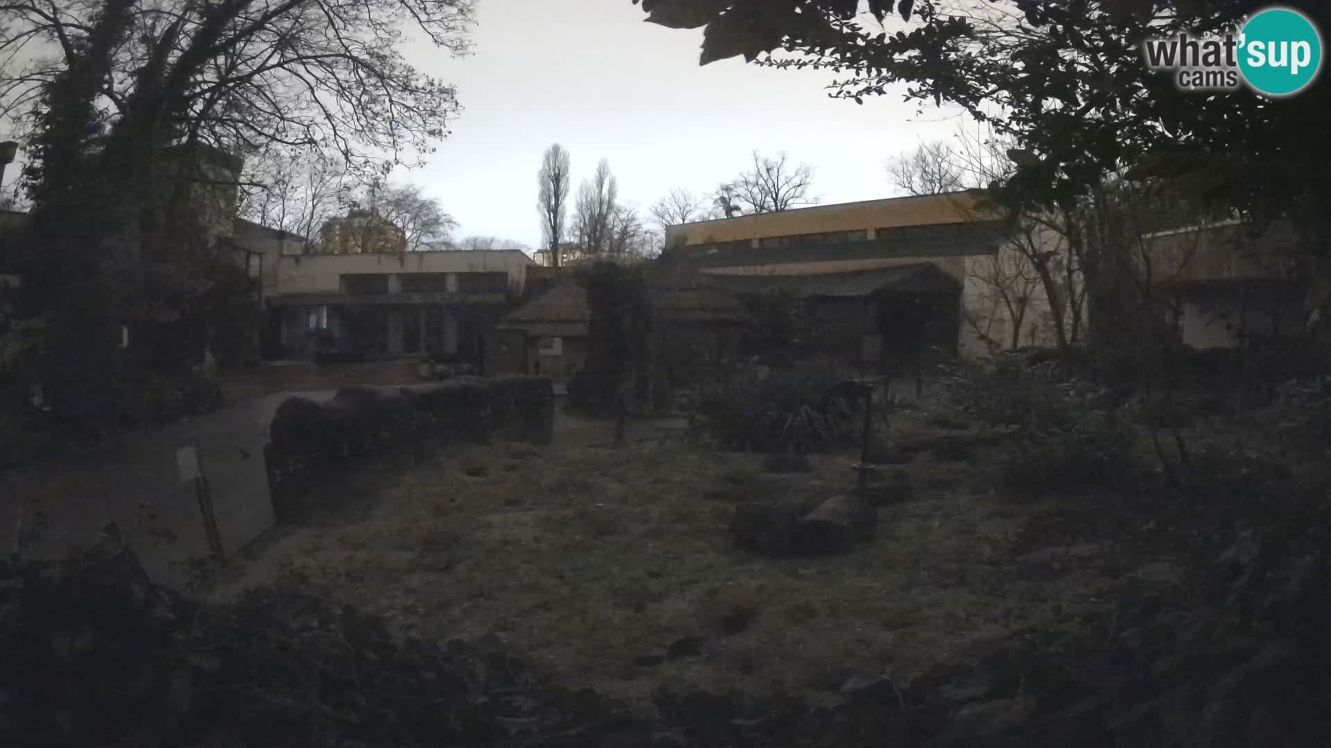 Zoo Zagreb – Meerkat (Suricate)