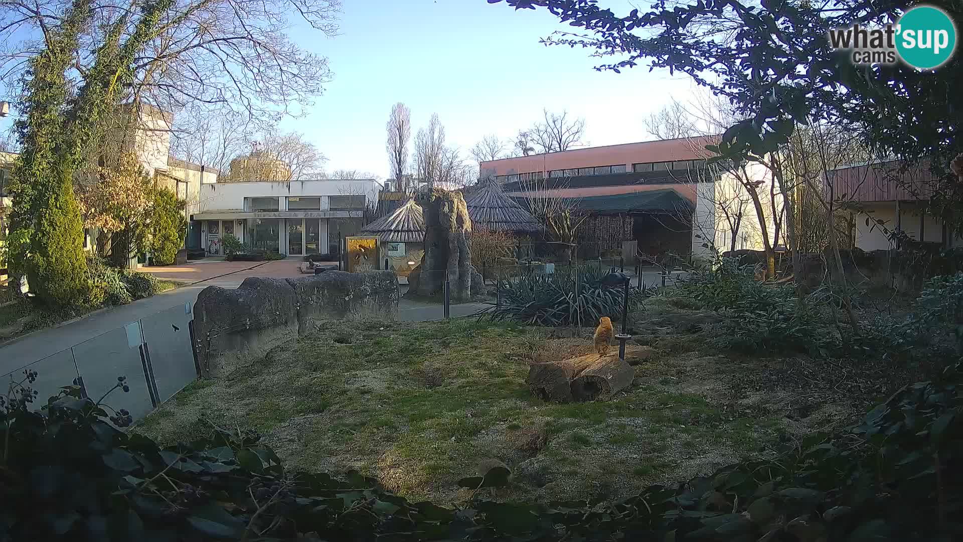 Zoo Zagreb – Merkat