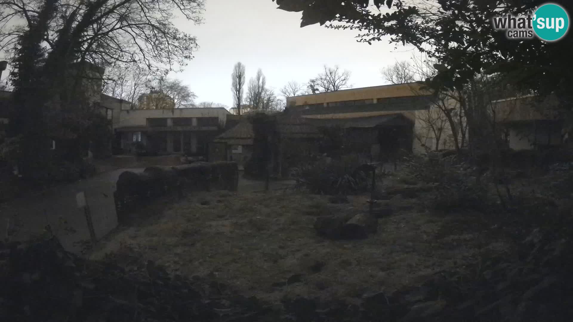 Zoo Zagreb – Suricata