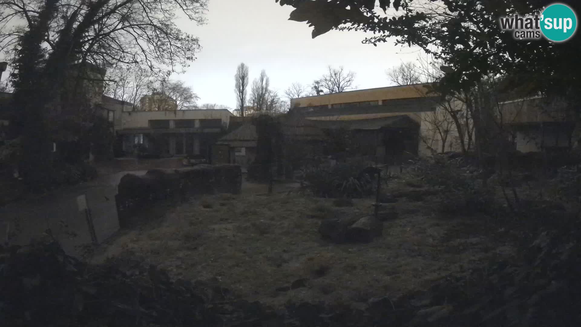 Zoo Zagreb – Suricata