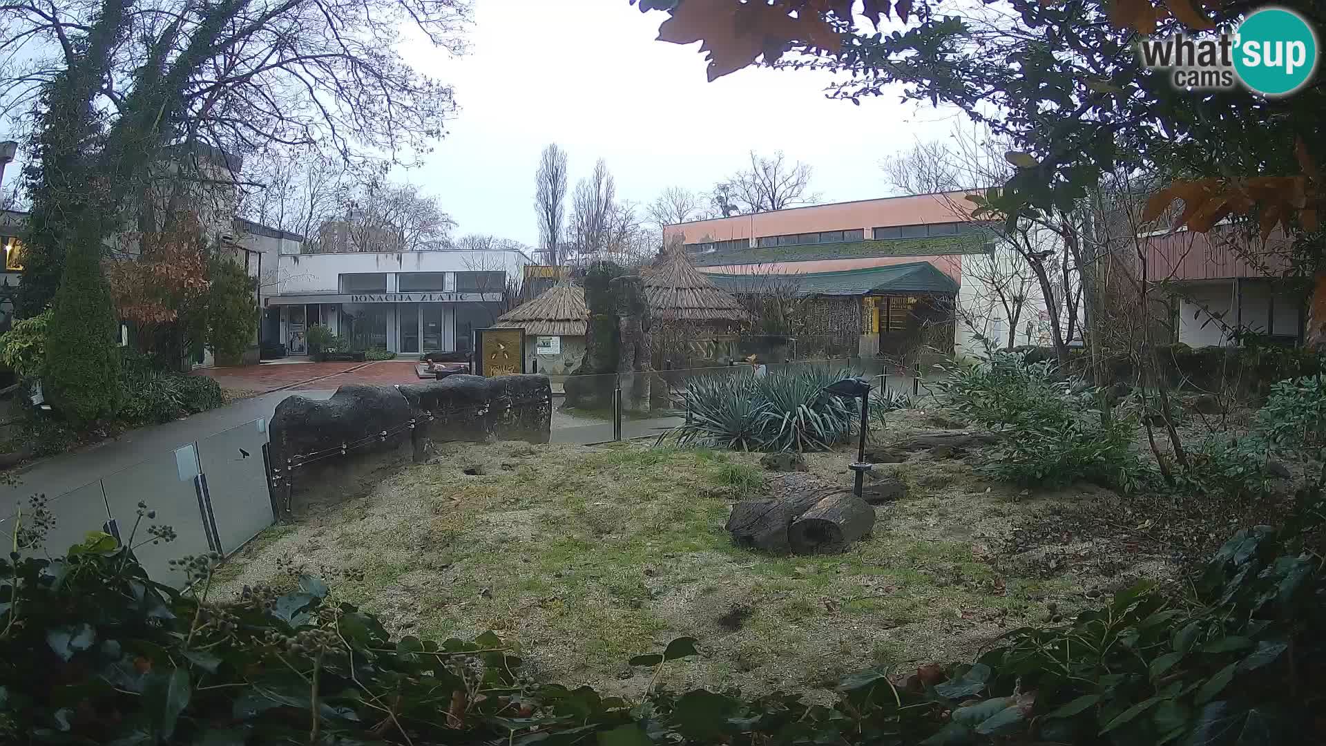 Zoo Zagreb – Surikate