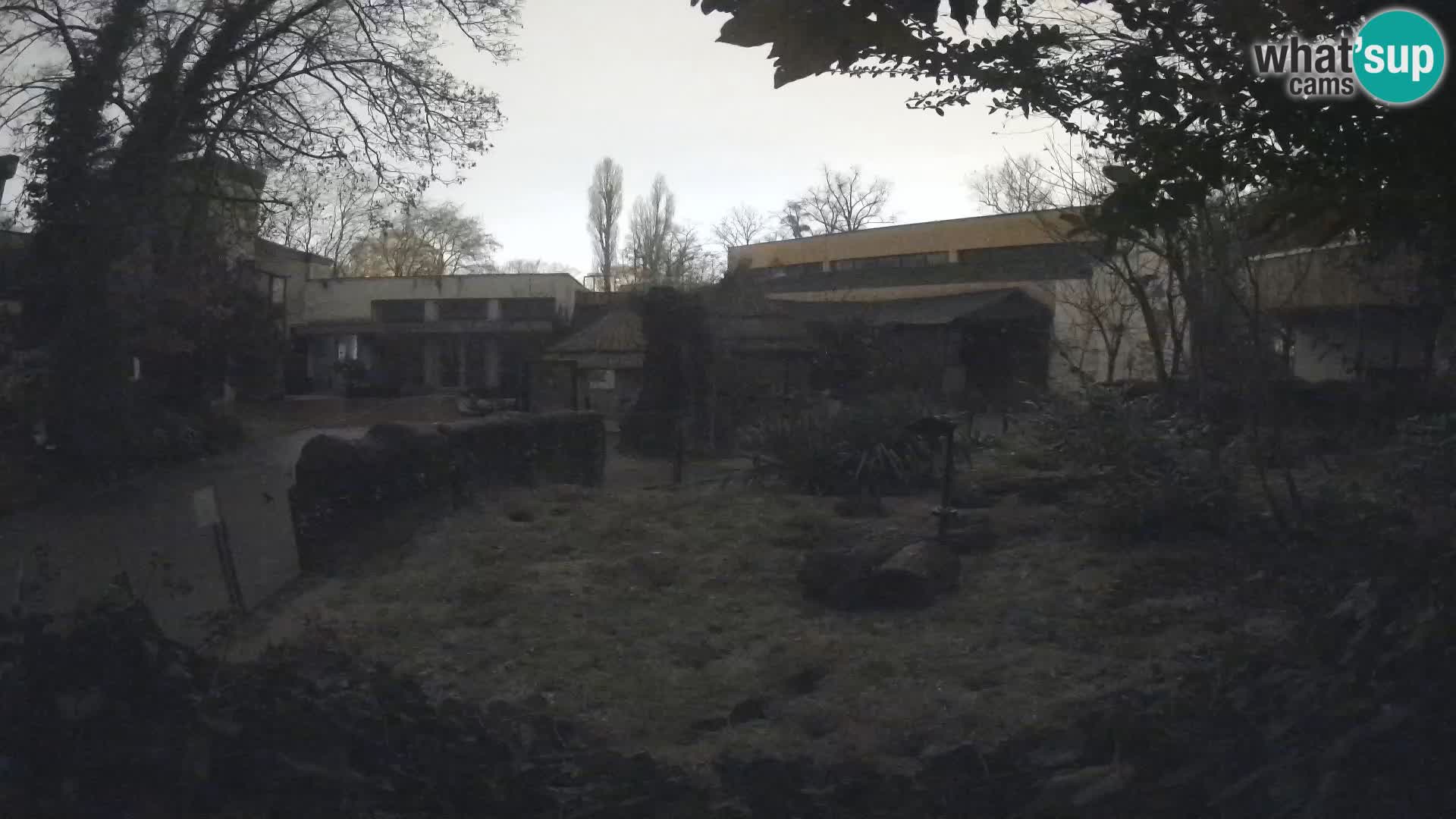 Zoo Zagreb – Suricata