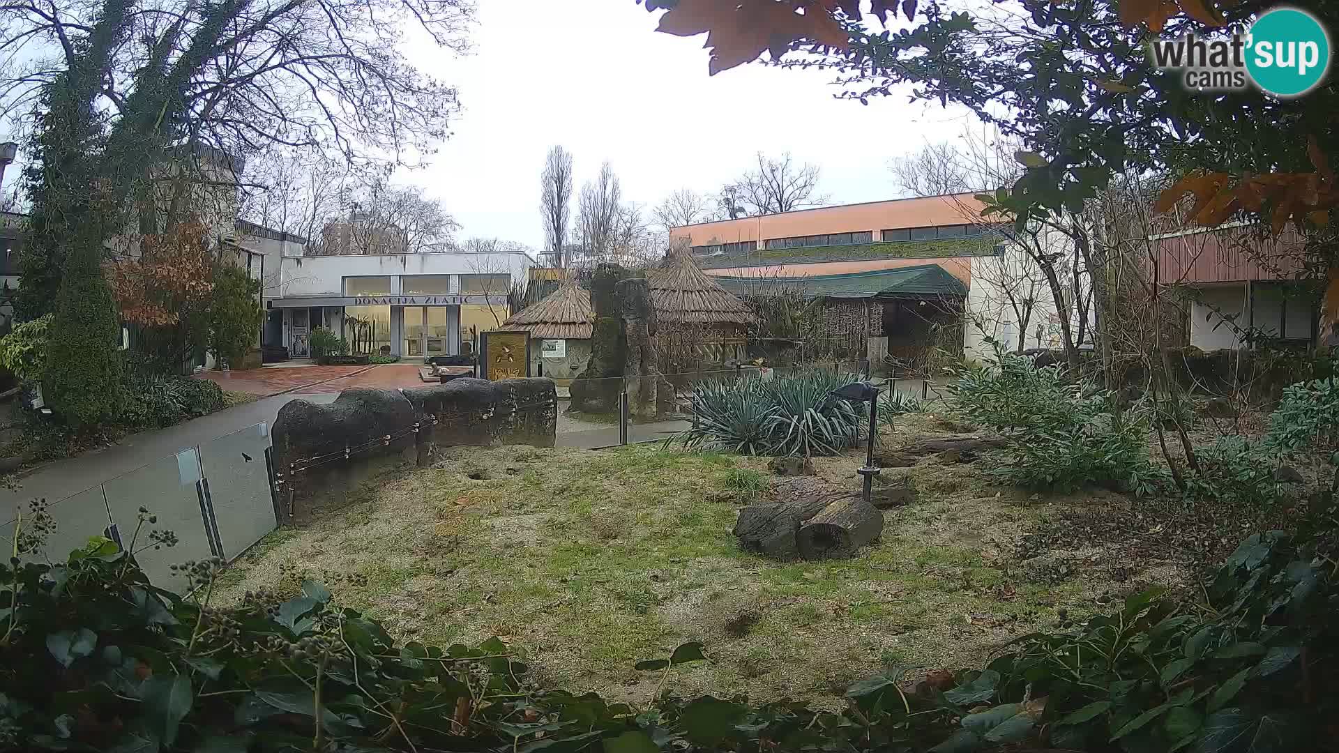 Zoo Zagreb – Suricata