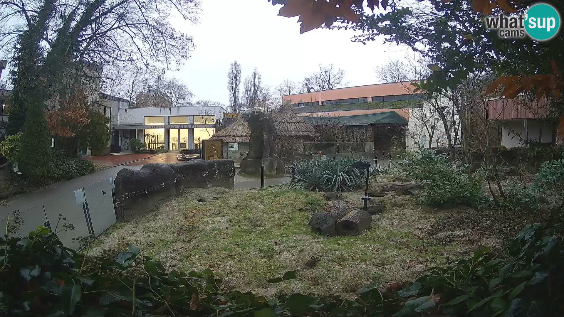 Zoo Zagreb – Suricata