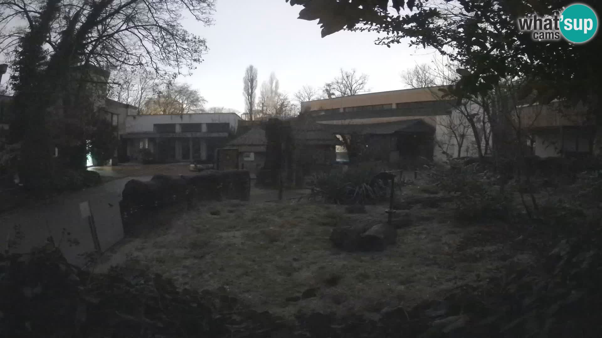 Zoo Zagreb – Suricata